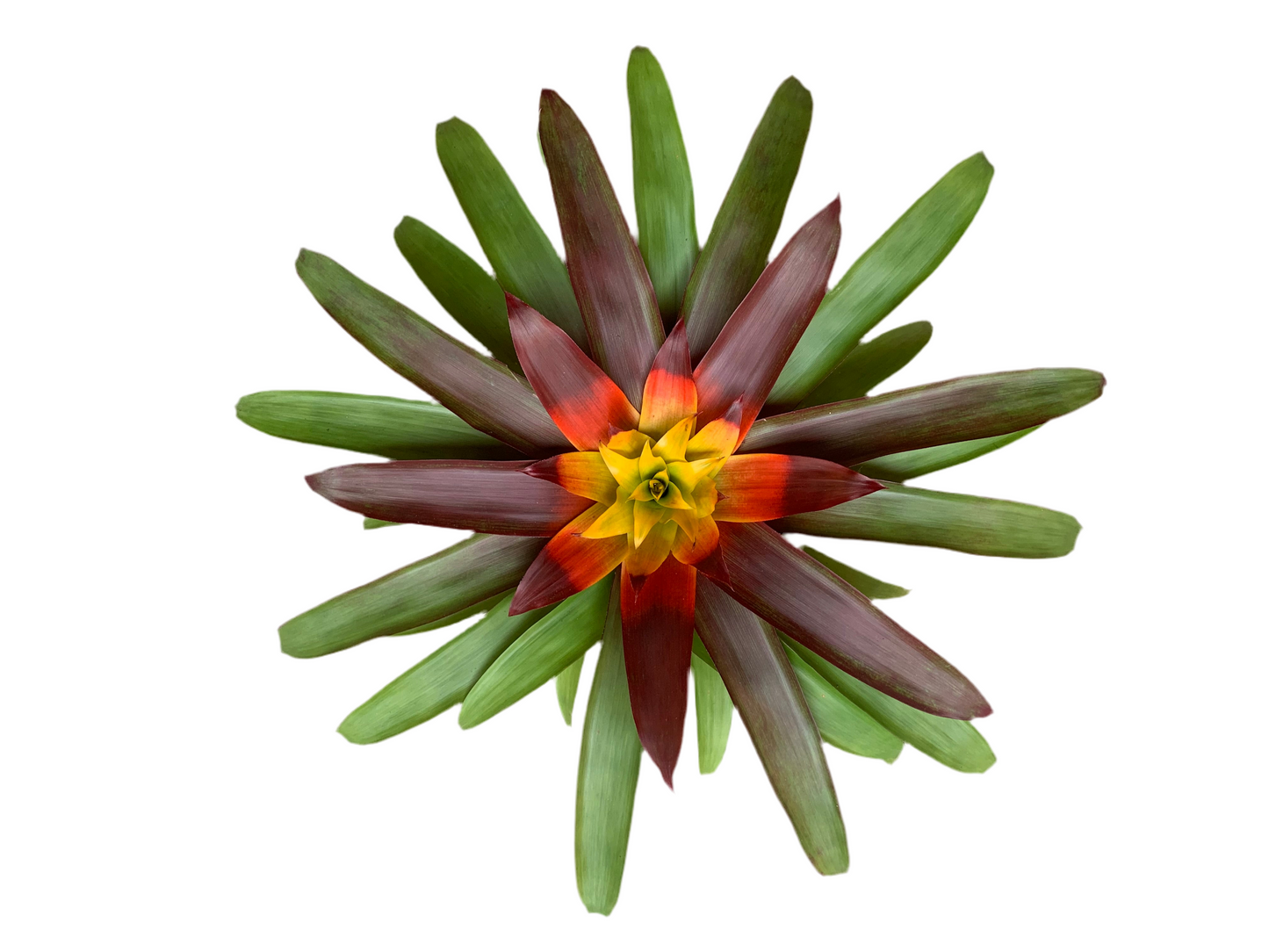 koke Bromelia Guzm. Mia