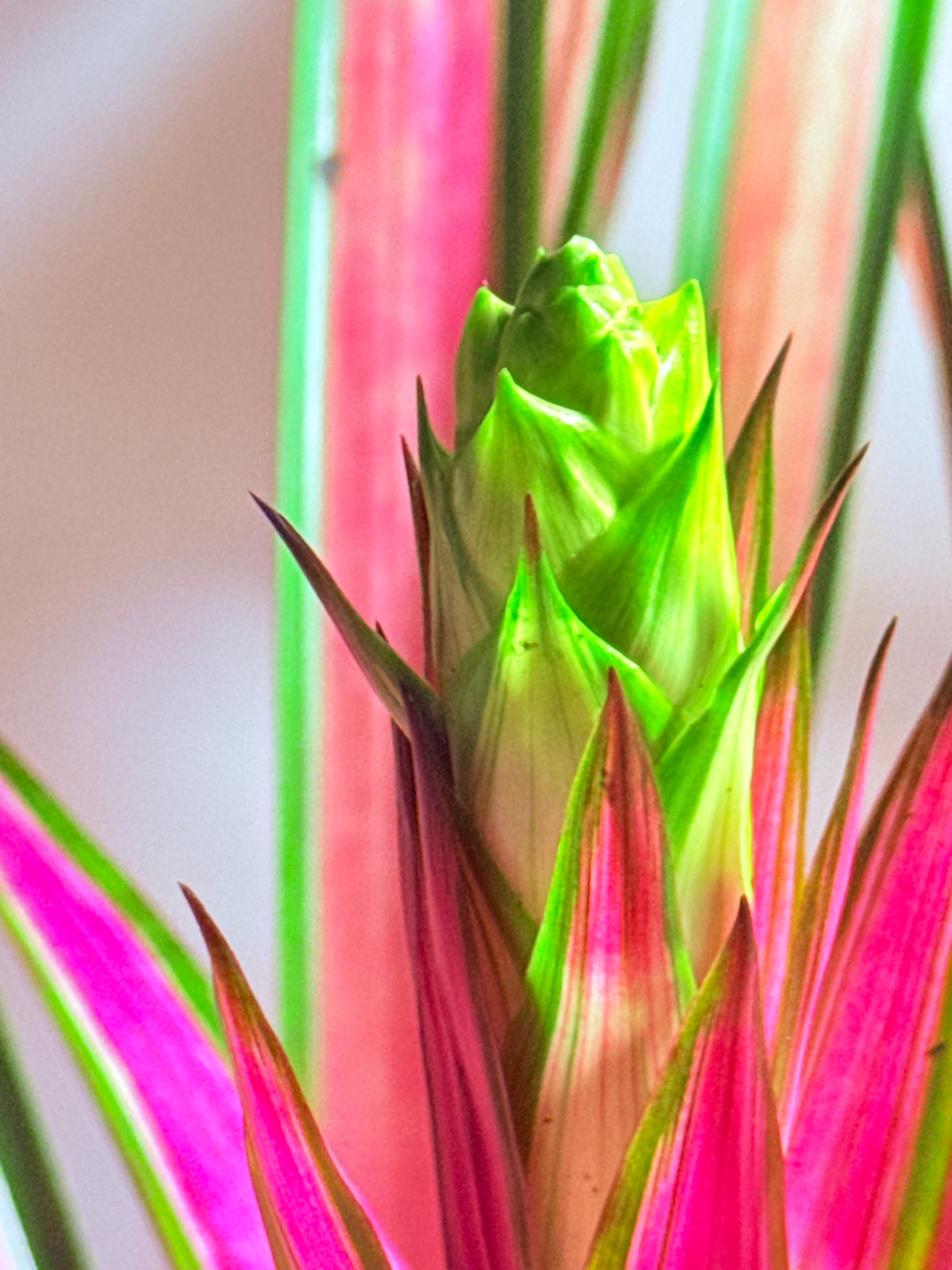 kokedama Bromelia Guzm. Moroobe