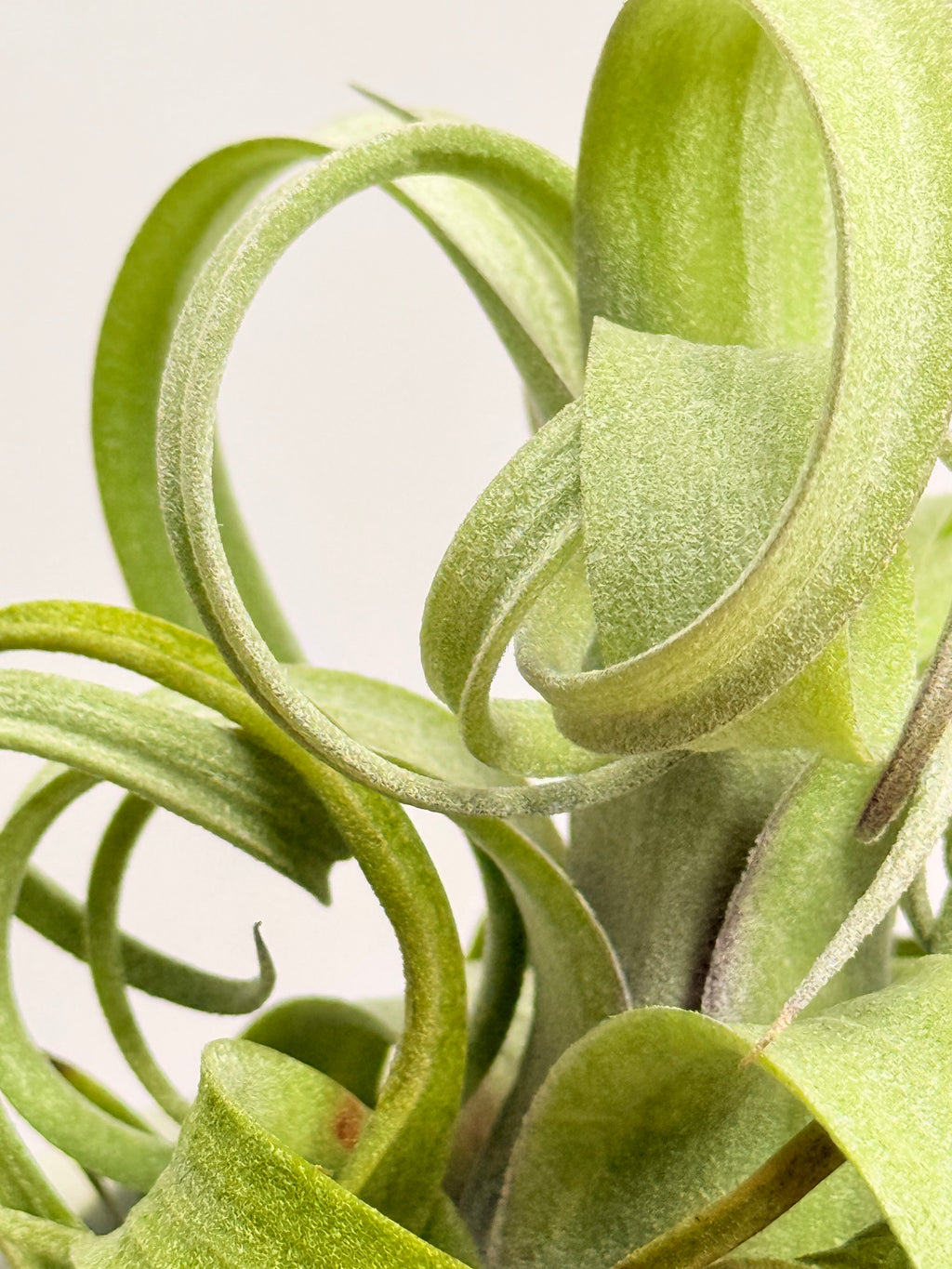 Kit Till. Curly slim s + plant force + matera