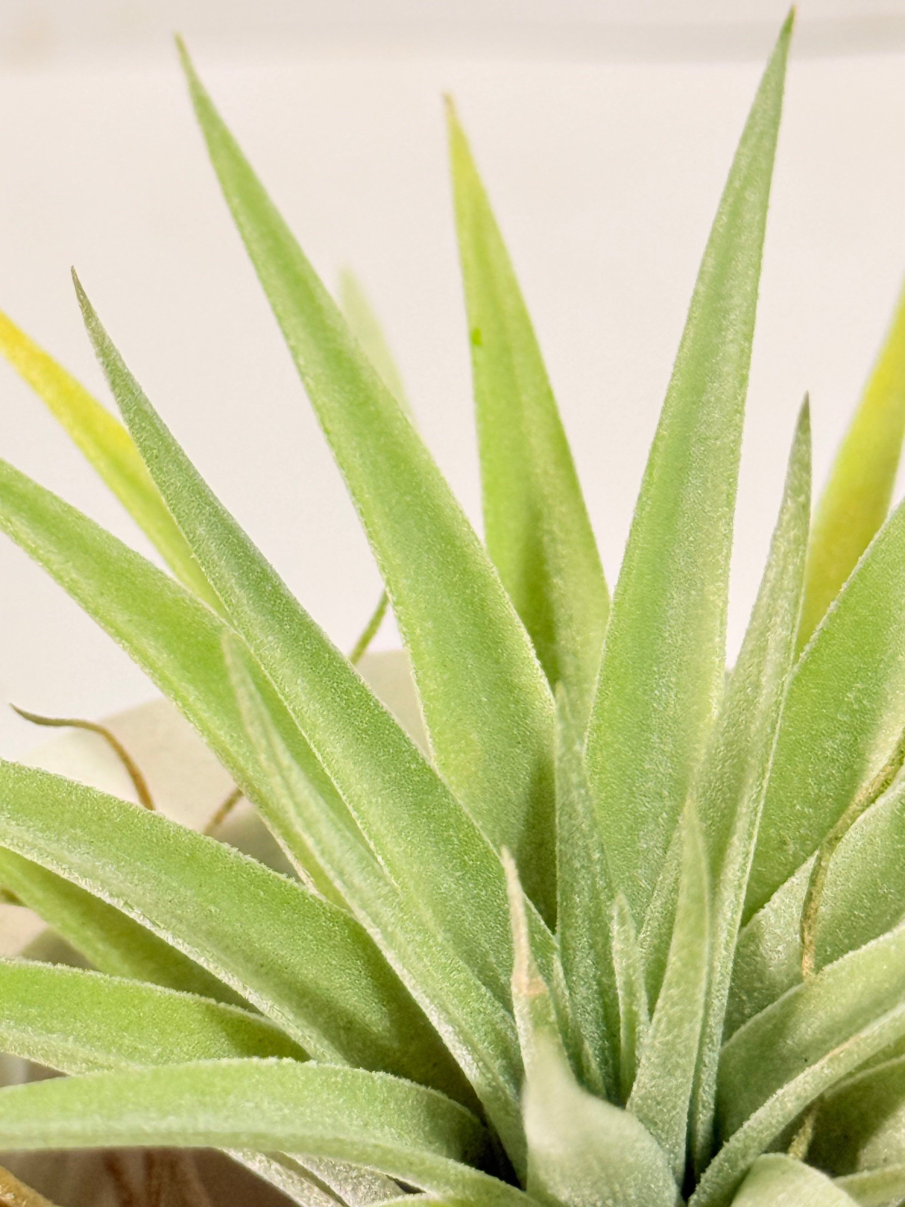 Tillandsia Plagiotropica