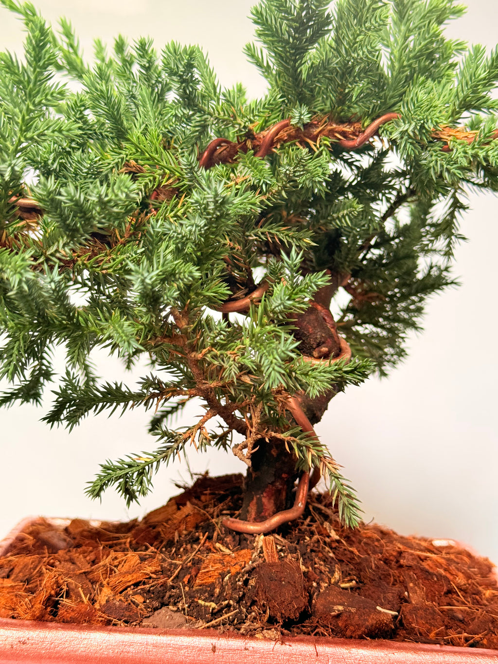 Bonsai pino rastrero alambrado