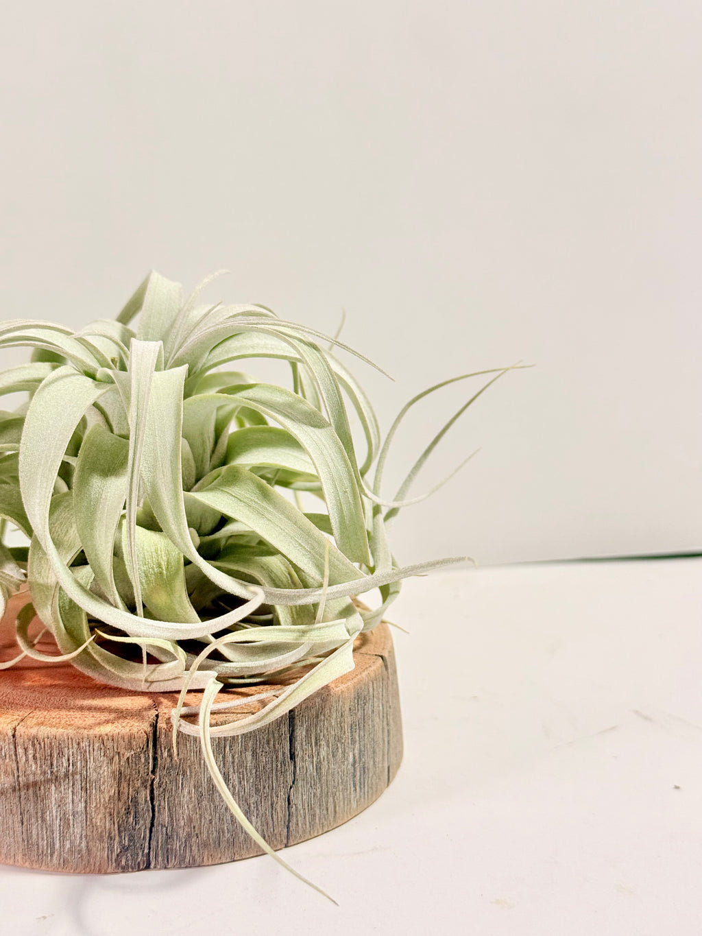 Kit Till. Xerographica S + rodaja de madera + espiral + fertilizante