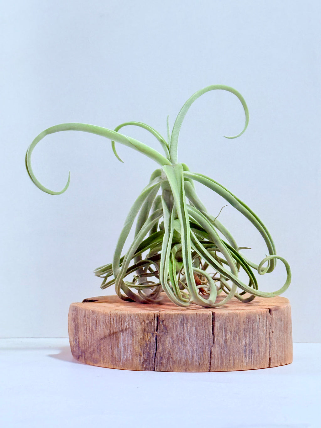 Tillandsia Duratii S + Rodaja de Madera