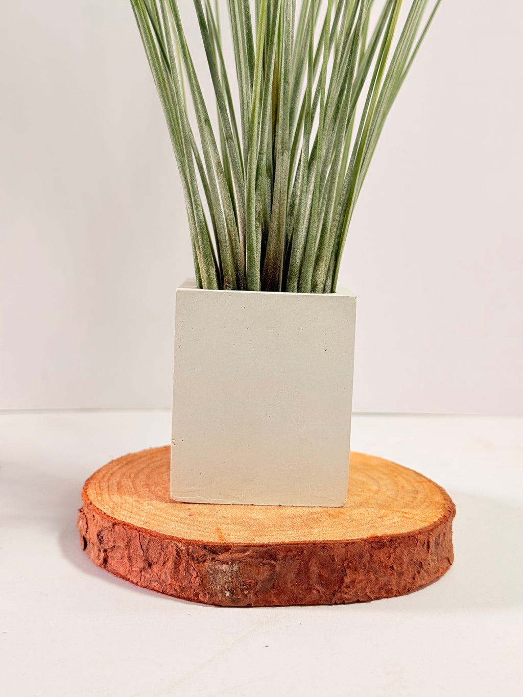 Tillandsia  Juncea + matera
