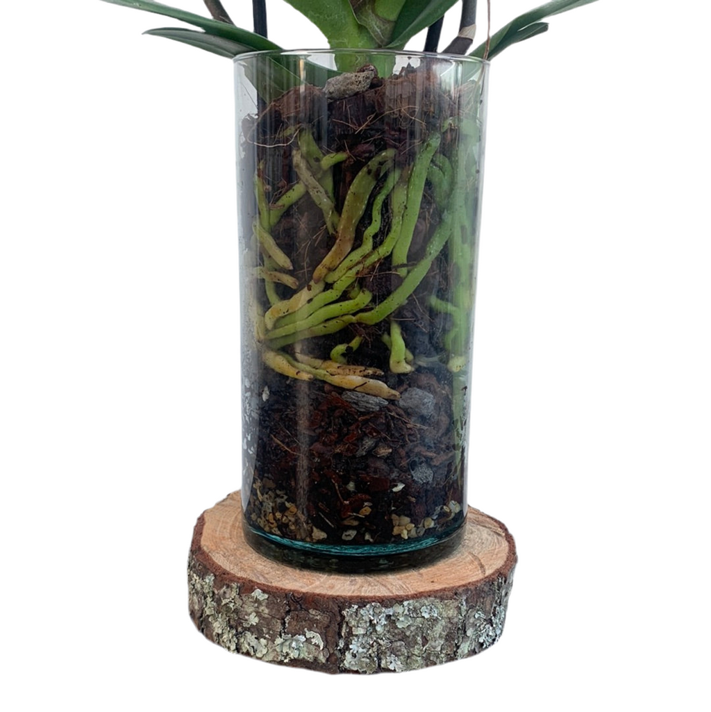 Premium Lilac Multiflora Orchid 