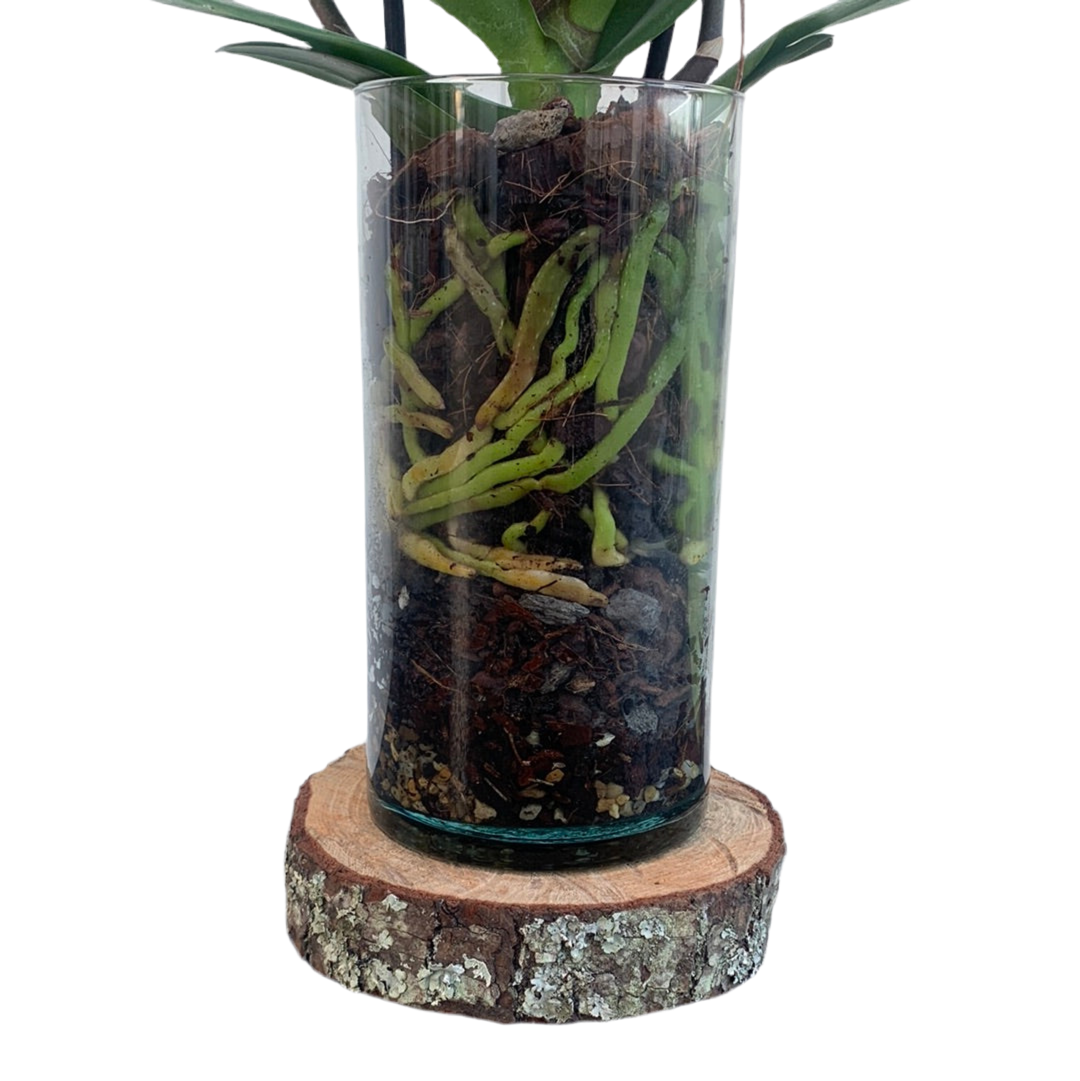 Orquídea Premium Lila Multiflora
