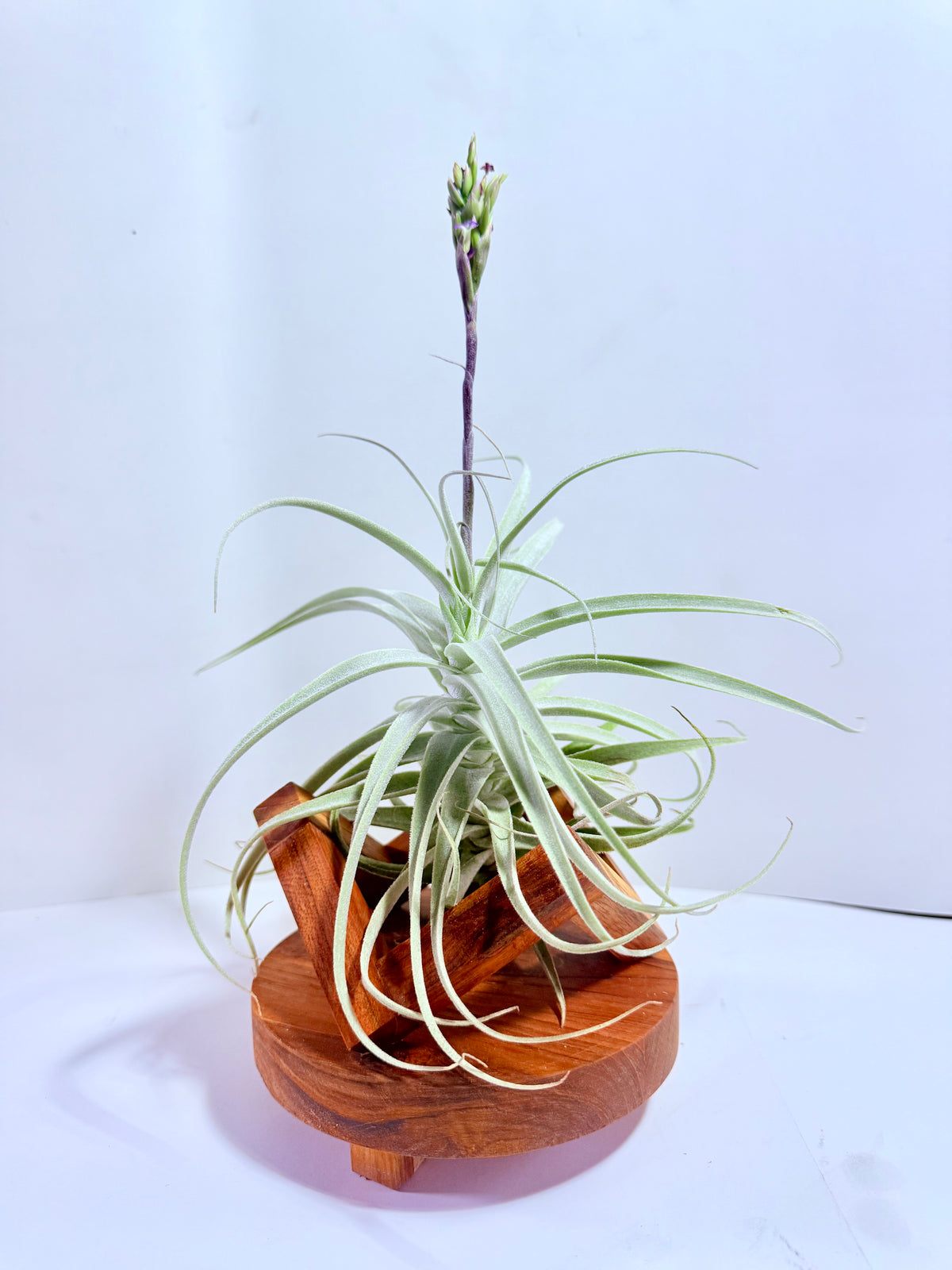 Tillandsia Purpúrea + base teca