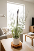 Tillandsia  Juncea + matera