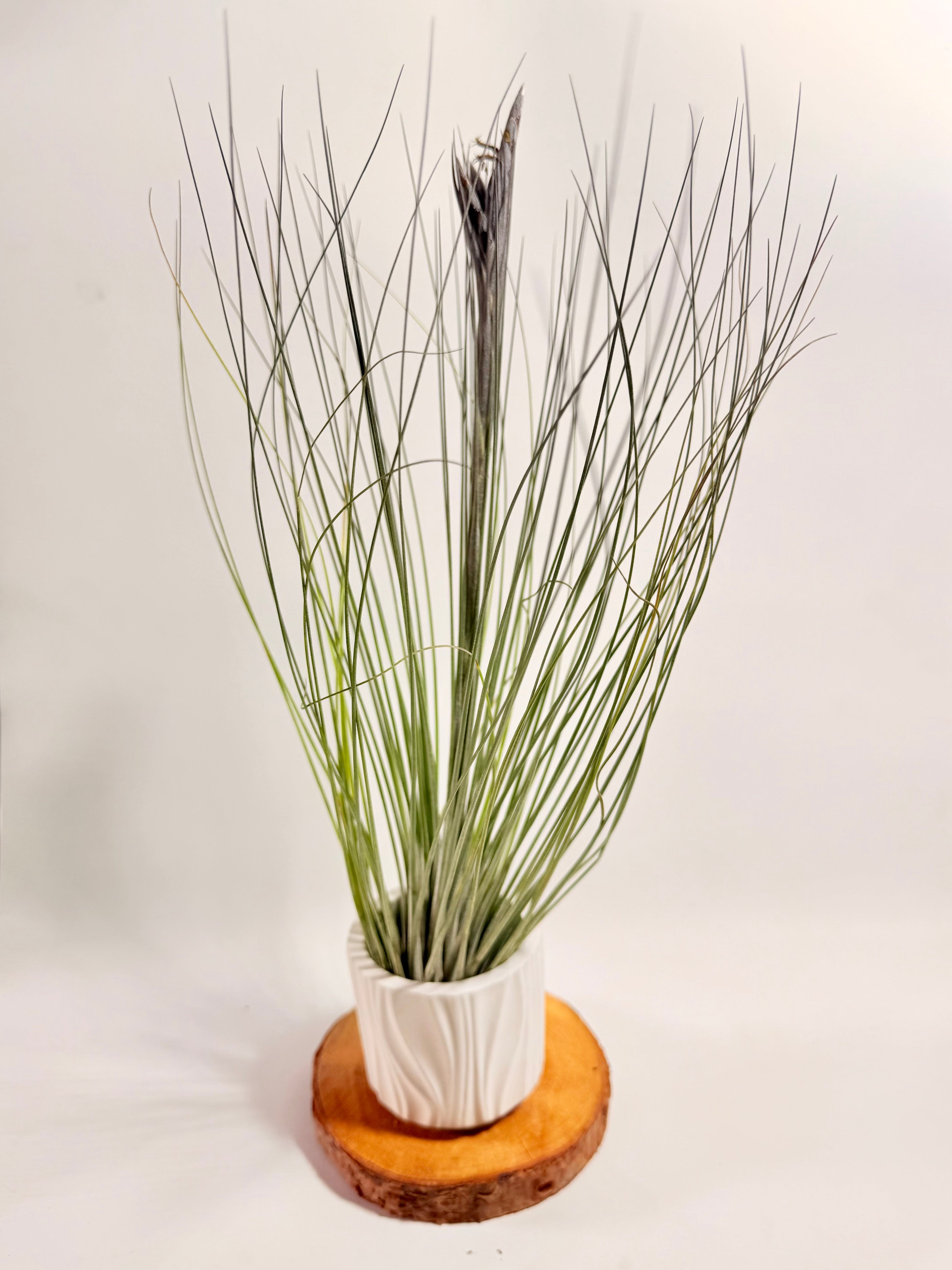 Tillandsia  Juncea + matera