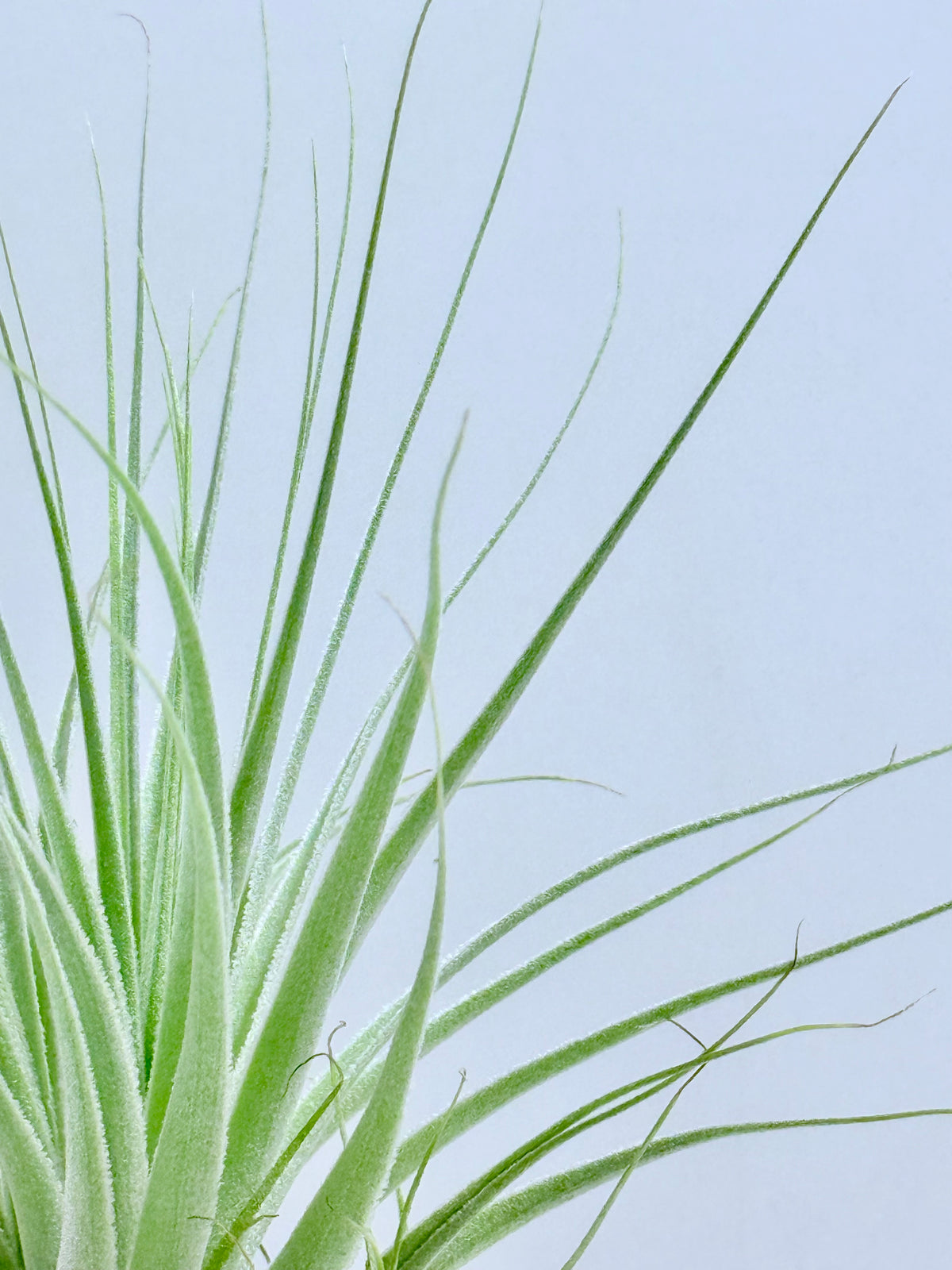 Tillandsia gardneri