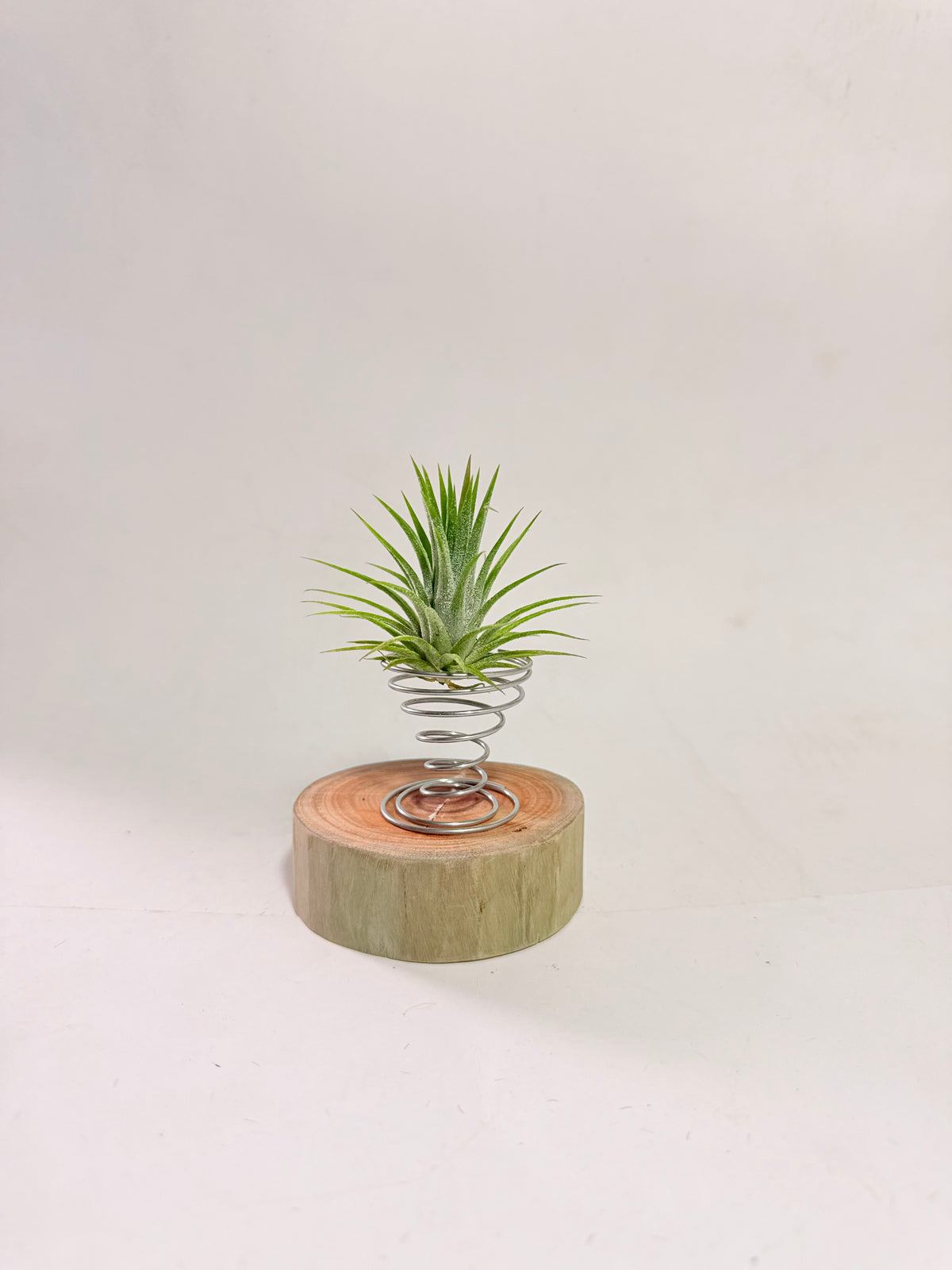 Till. Ionantha + madera + espiral