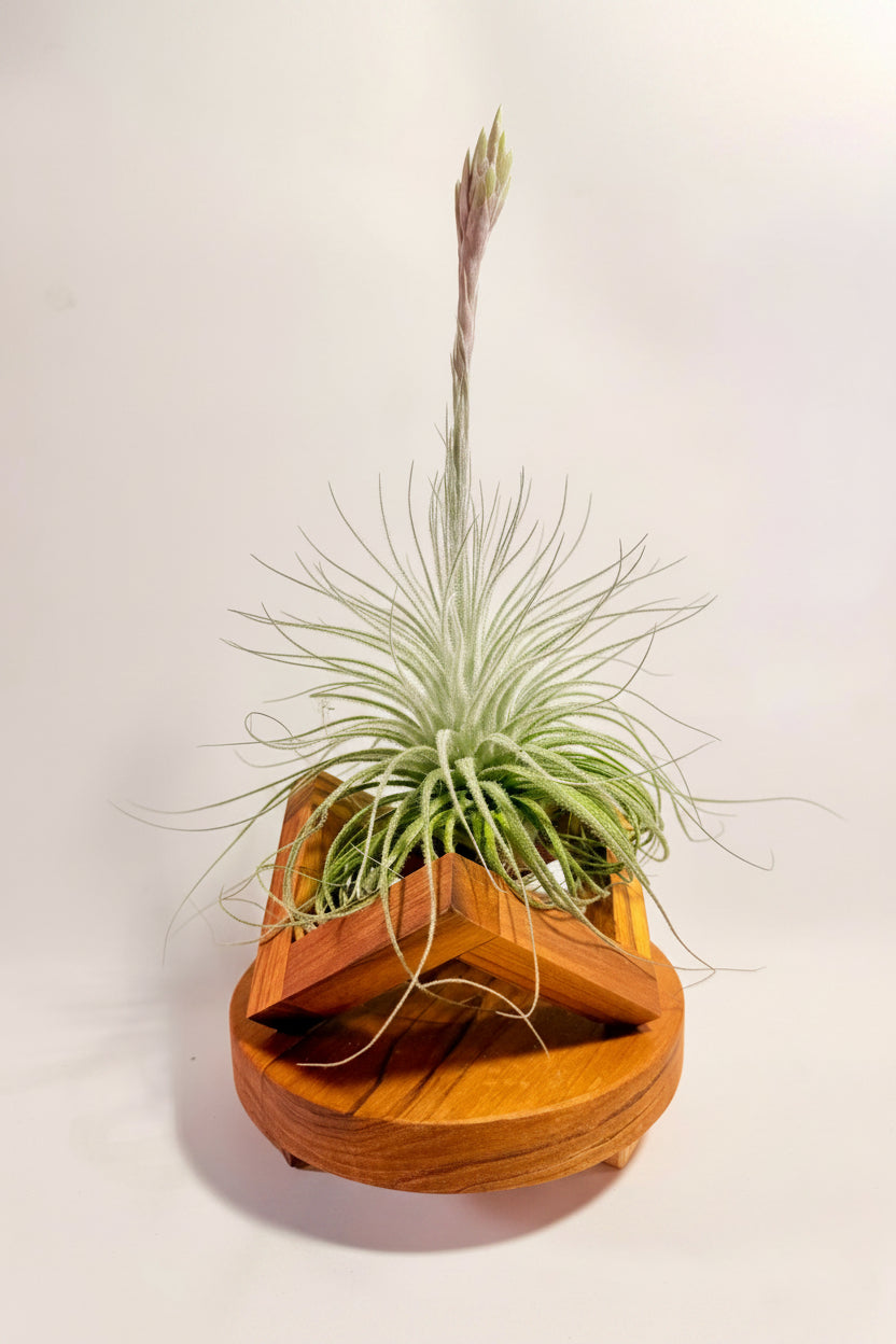 Teak wood stand