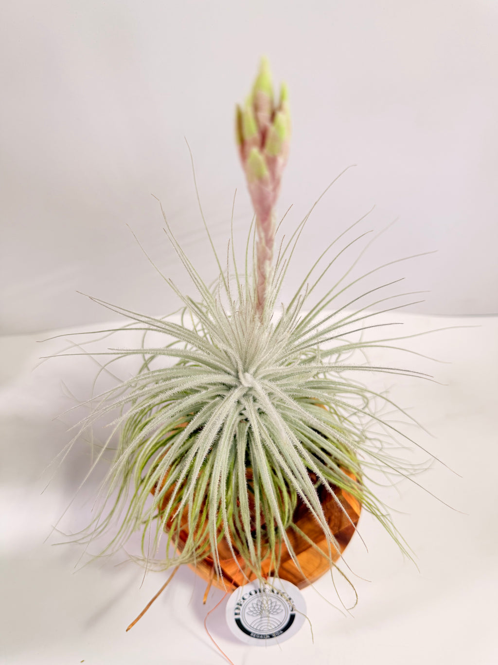 Till. Tectorum + base teca