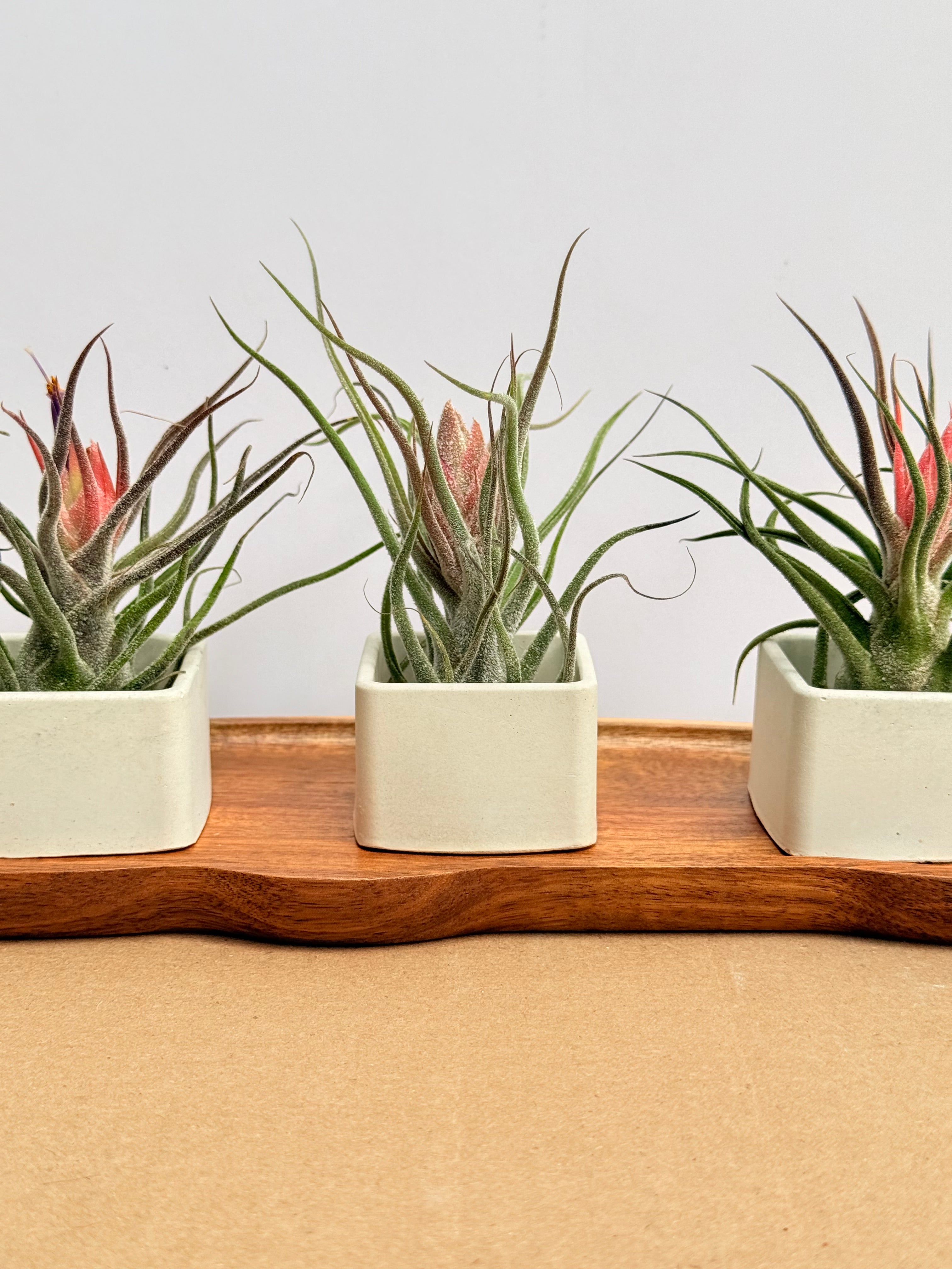 Kit Till. Mini 3x3 + materas + madera bandeja