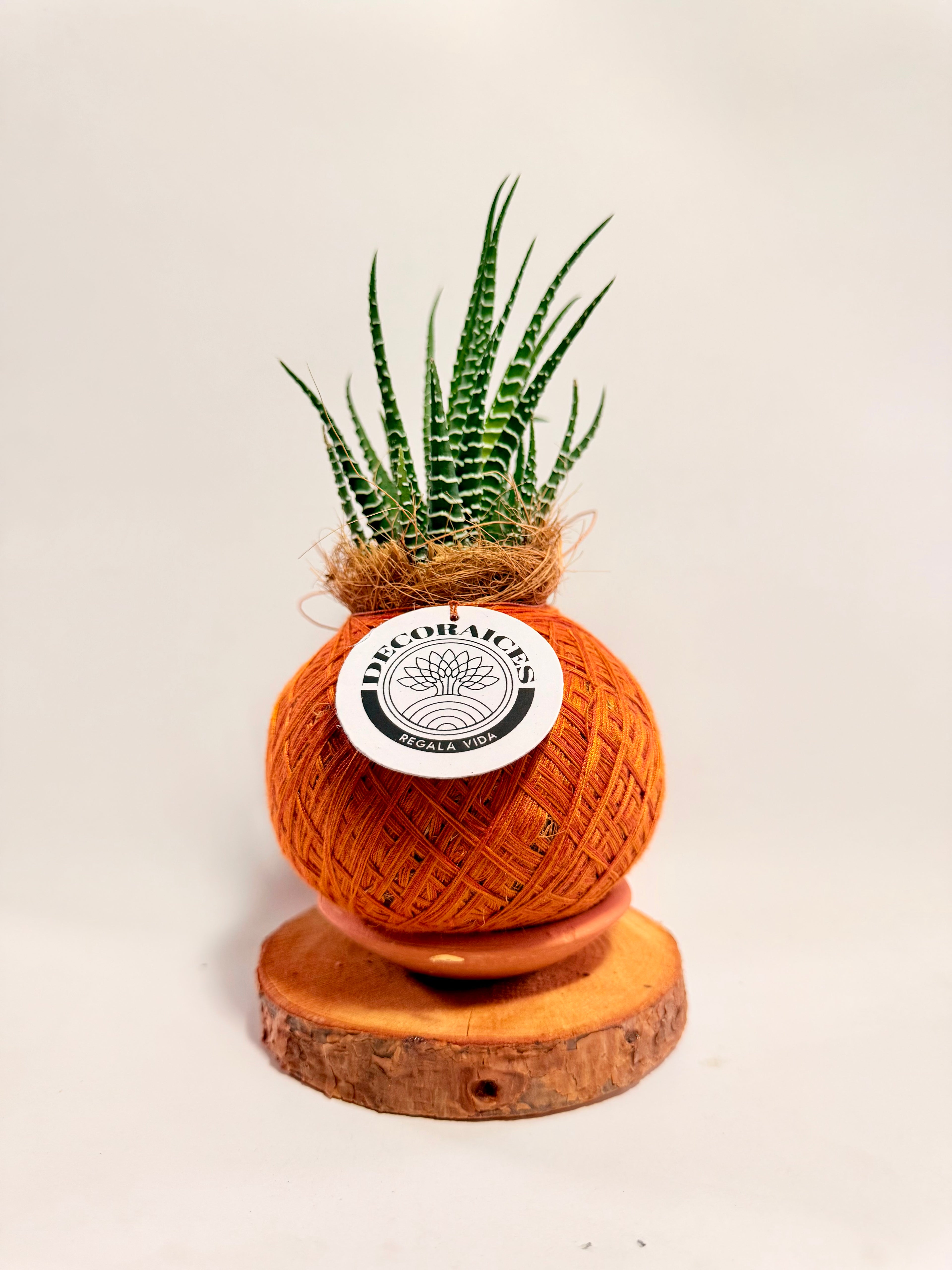 Kokedama mini Sabillón Cebra