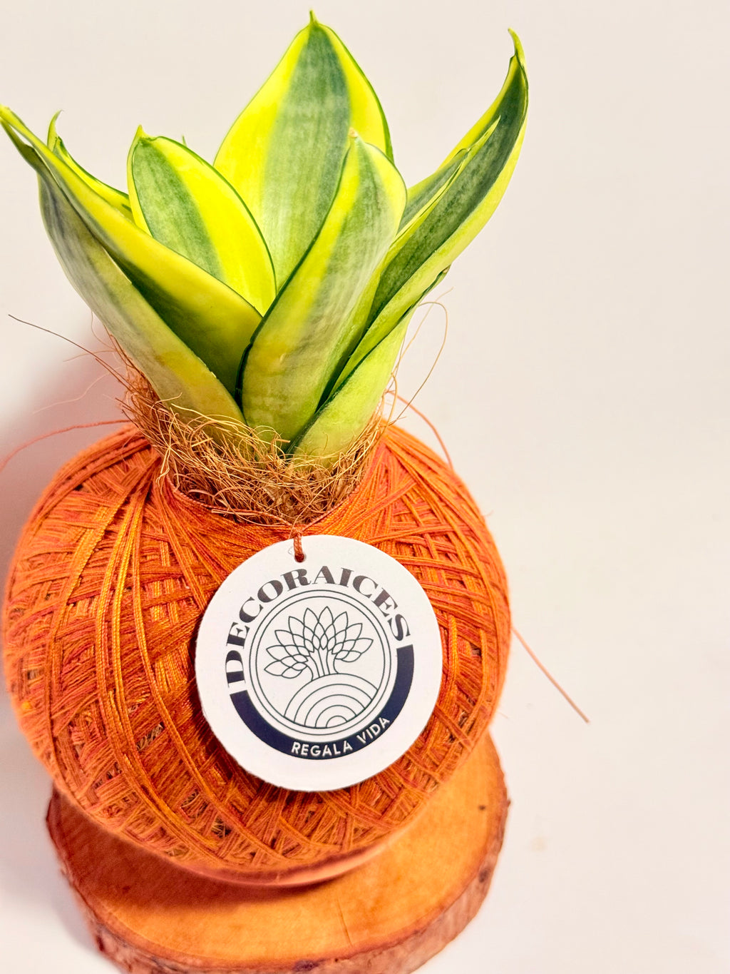 Kokedama Sansevieria Golden Hahnii