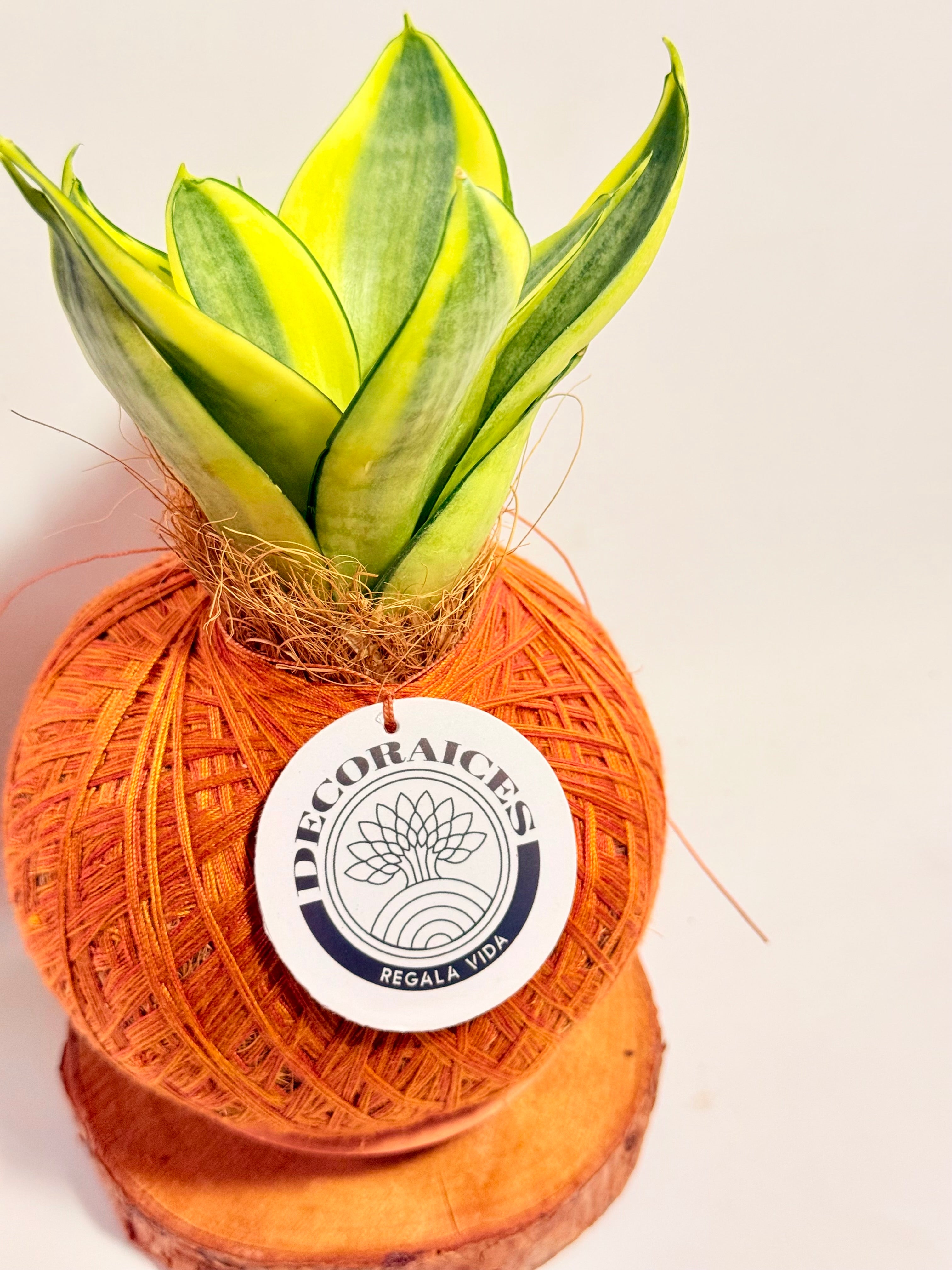 Kokedama Sansevieria Golden Hahnii