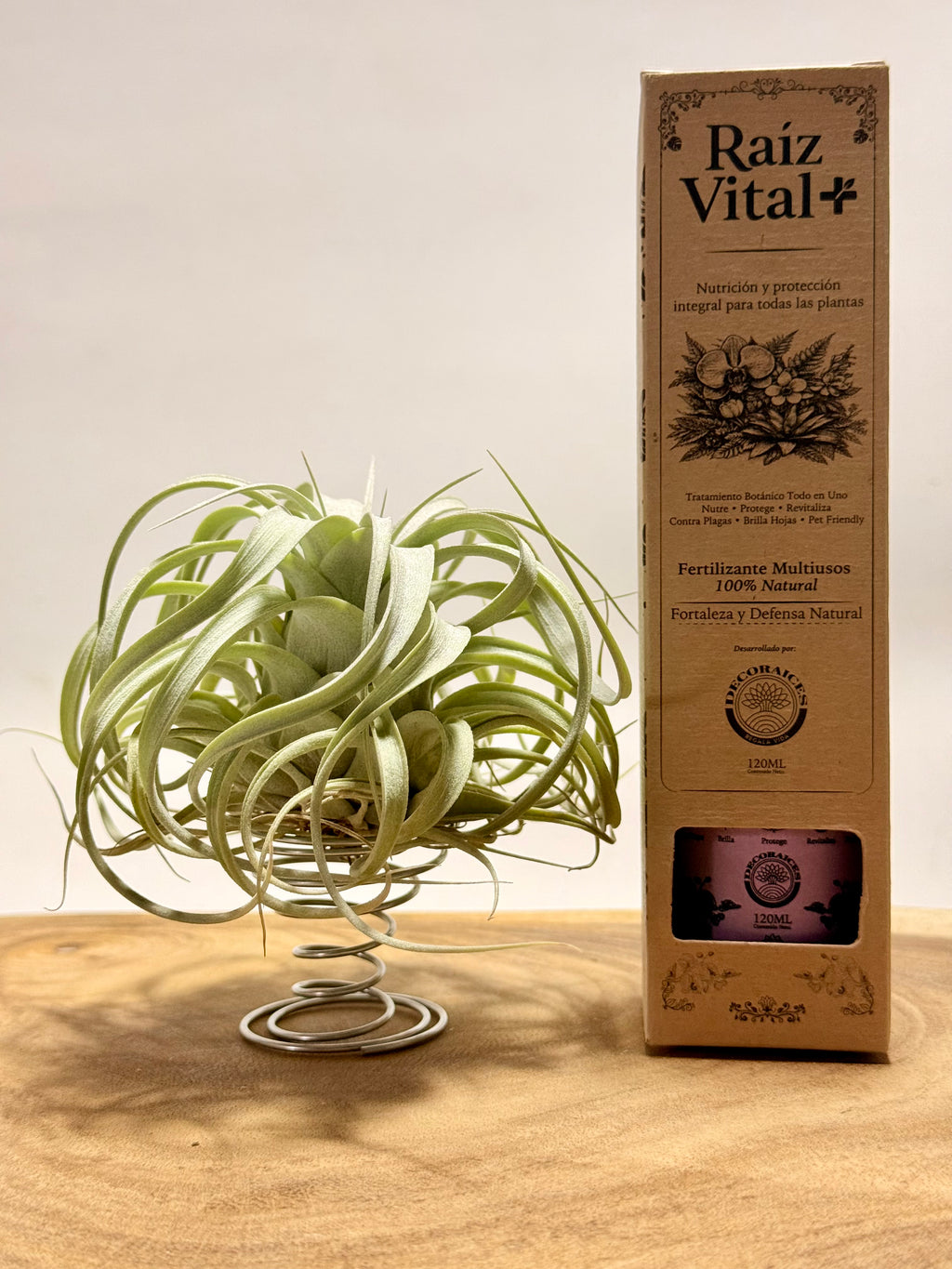 Kit Till. Xerographica S + rodaja de madera + espiral + fertilizante