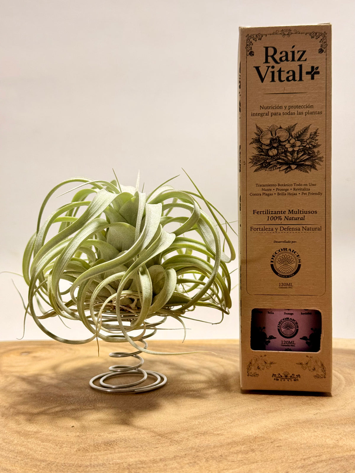 Kit Till. Xerographica S + rodaja de madera + espiral + fertilizante