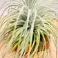Till. Tectorum