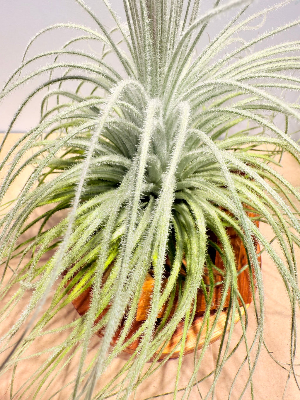 Till. Tectorum