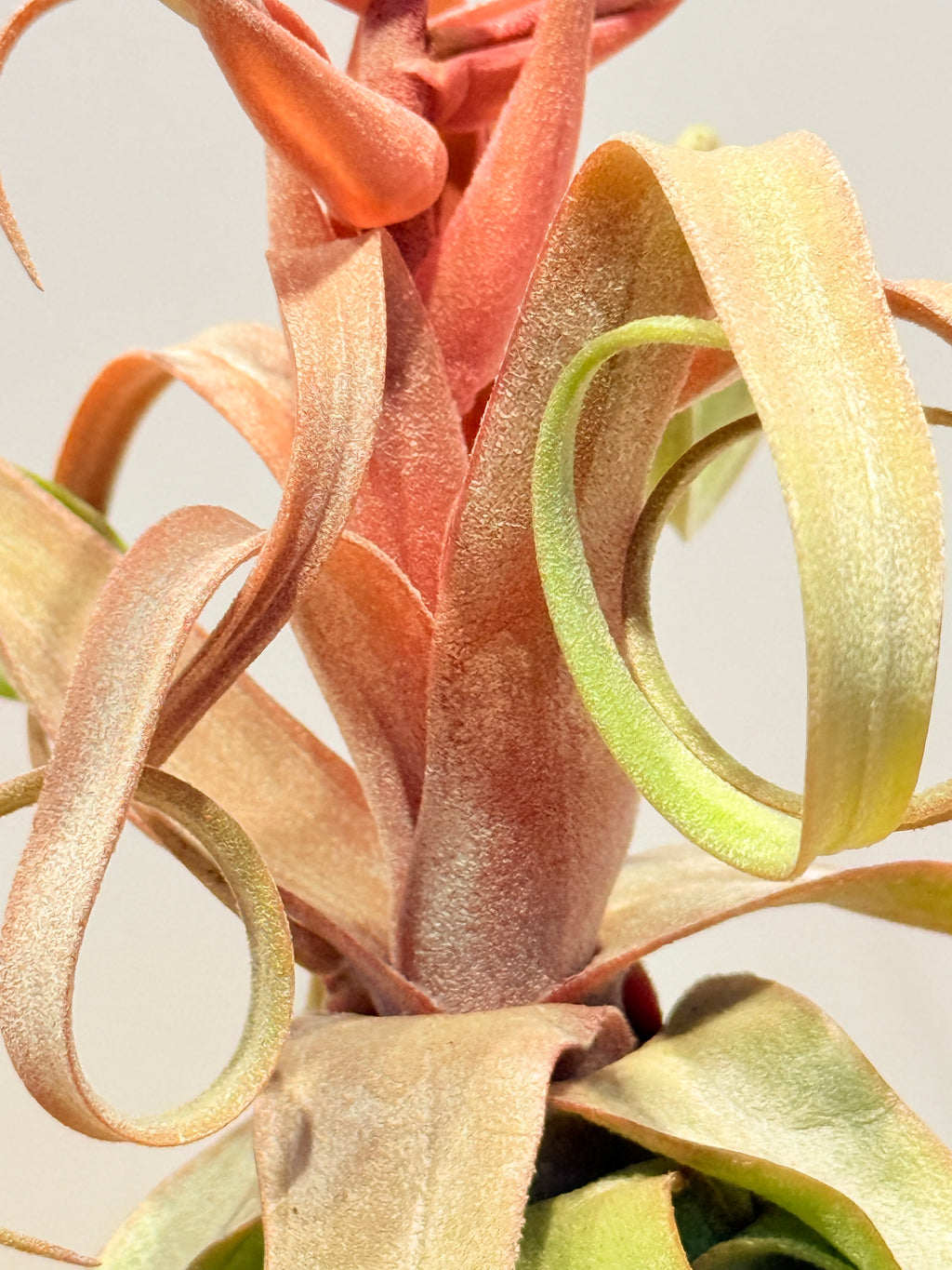 Tillandsia streptophylla + base teca