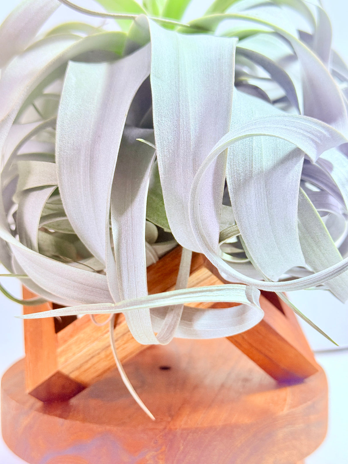 Till. Xerographica con botón XL + base teca