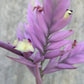 Till. Cacticola regular form