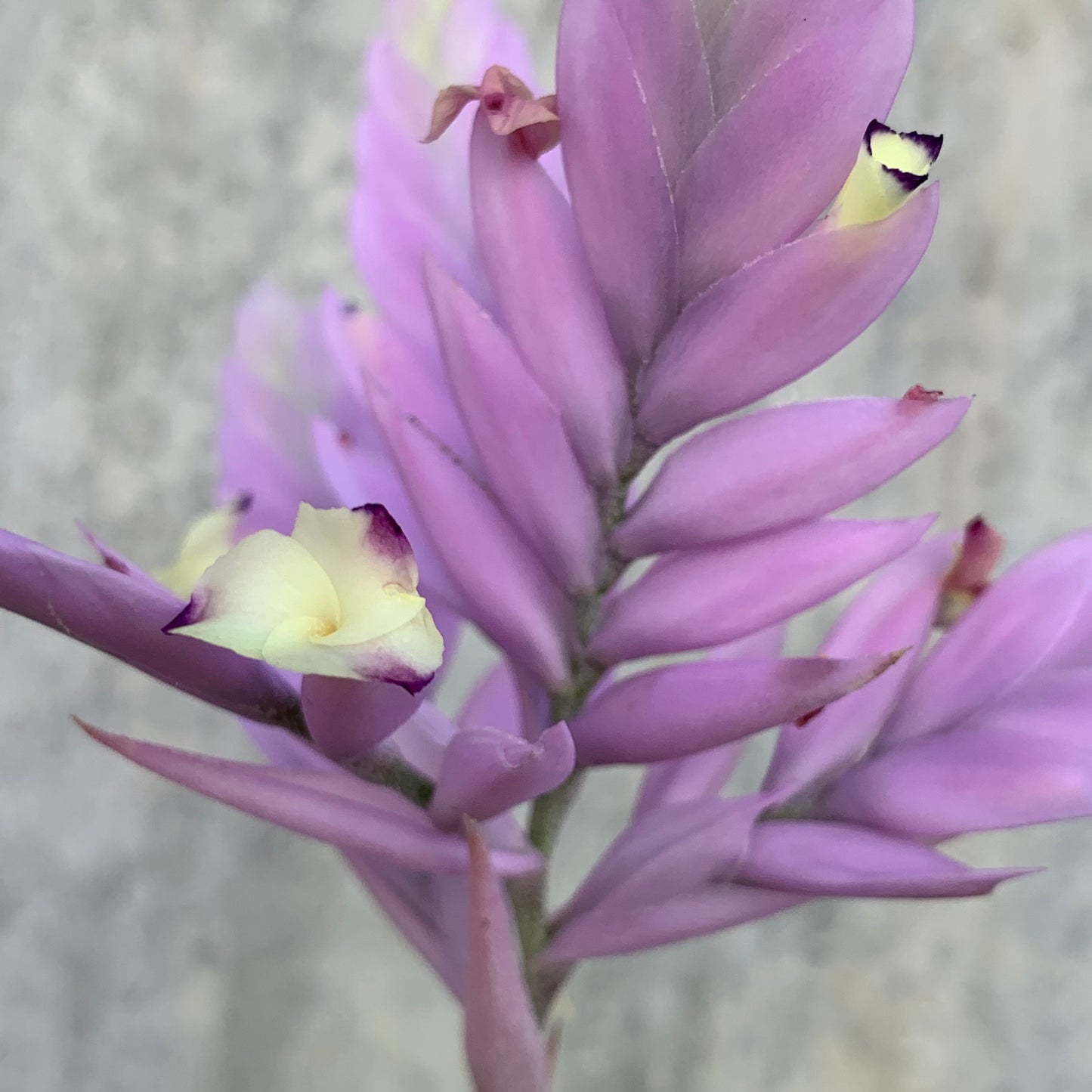 Till. Cacticola regular form
