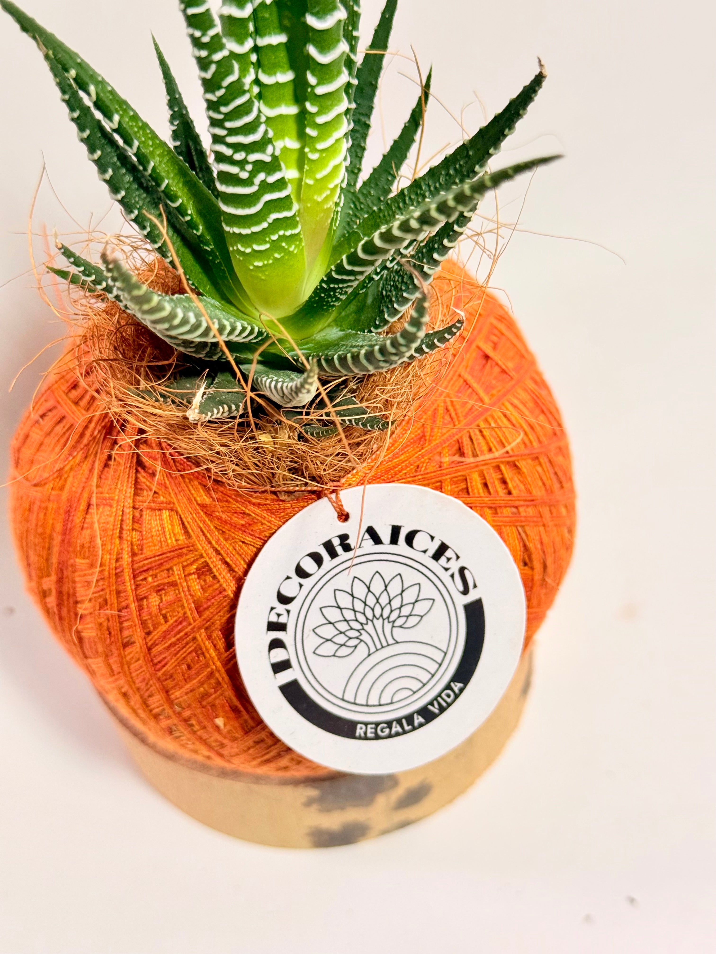 Kokedama mini Sabillón Cebra + base guadua