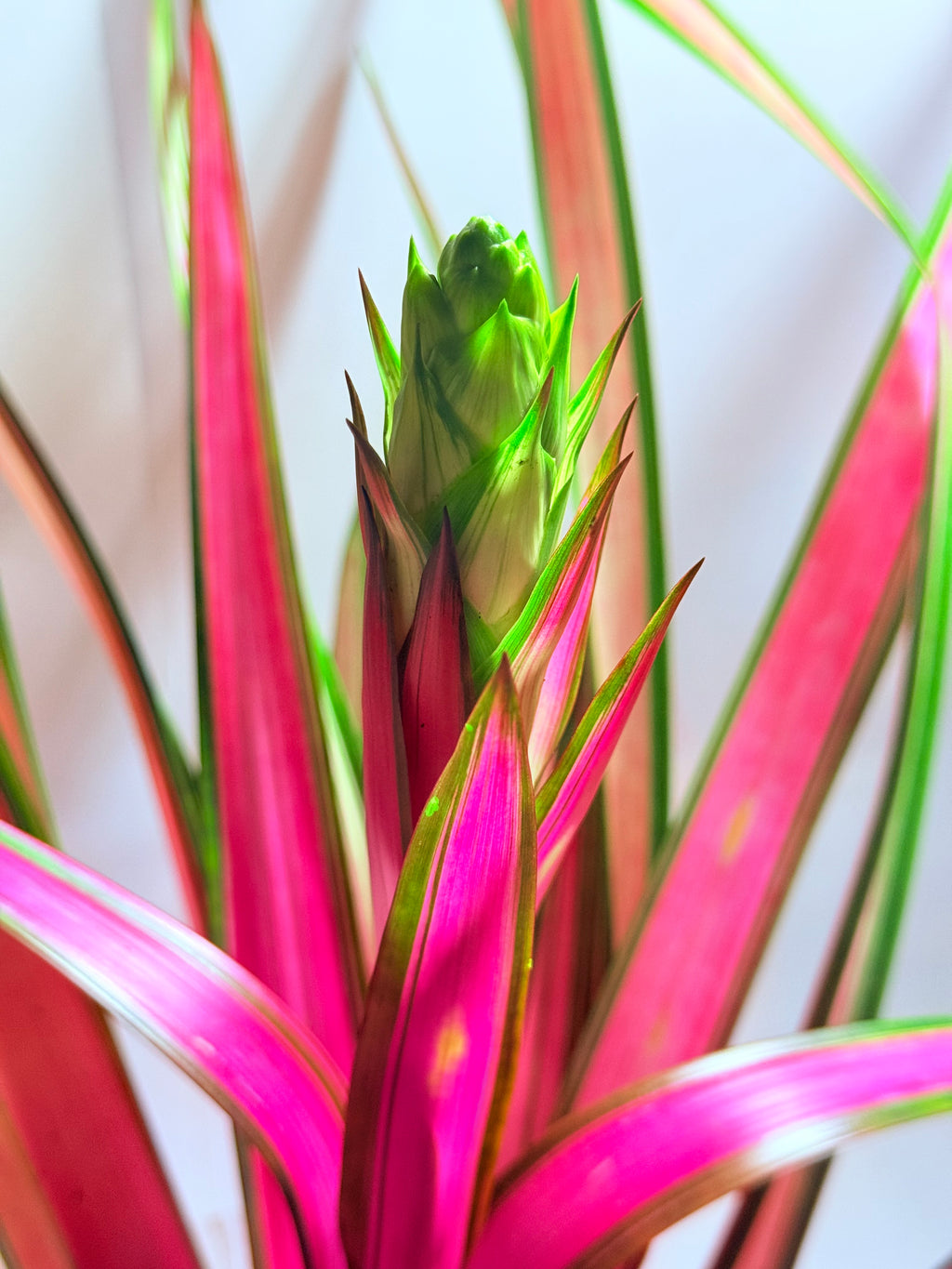 kokedama Bromelia Guzm. Moroobe