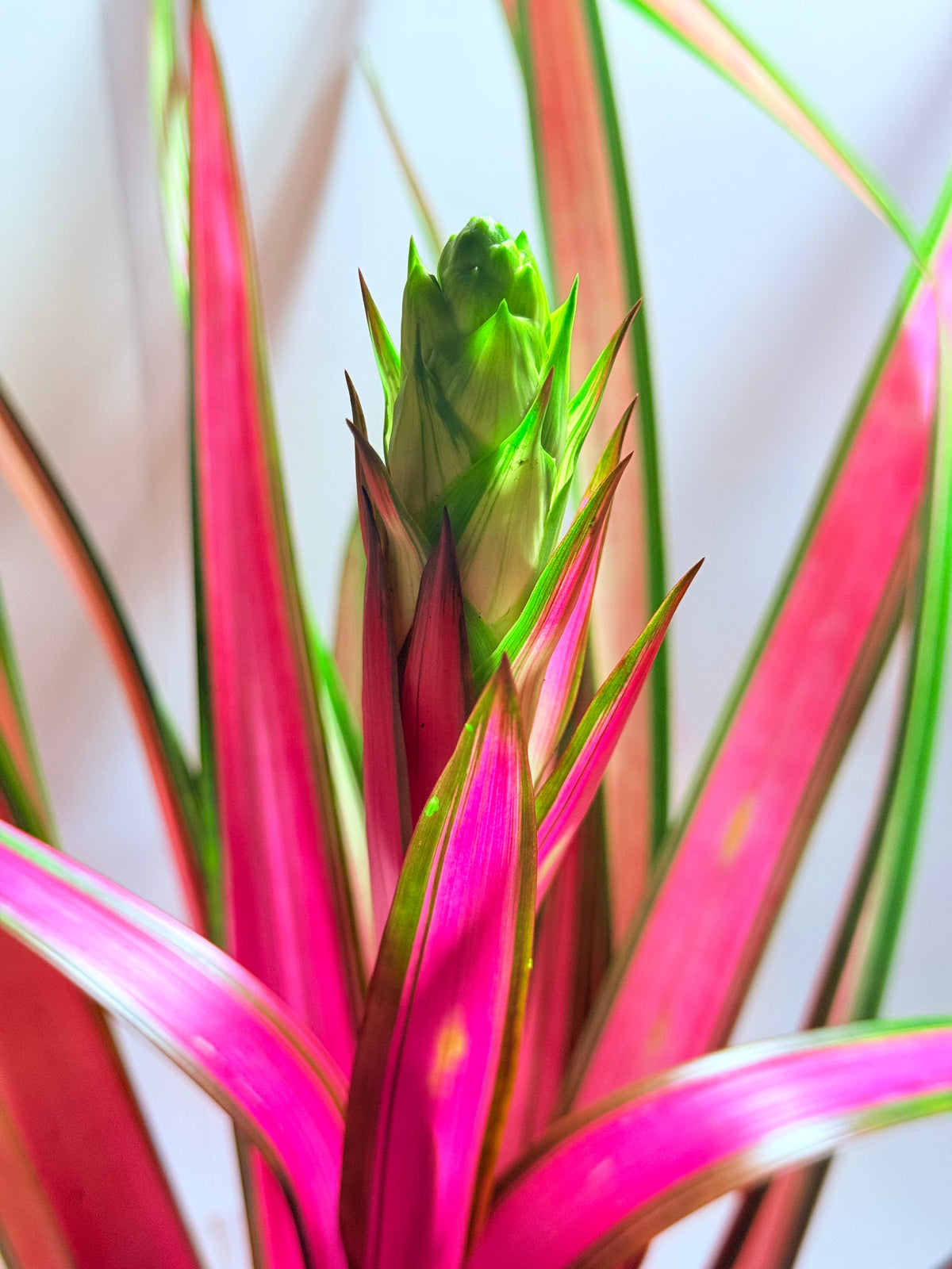 kokedama Bromelia Guzm. Moroobe