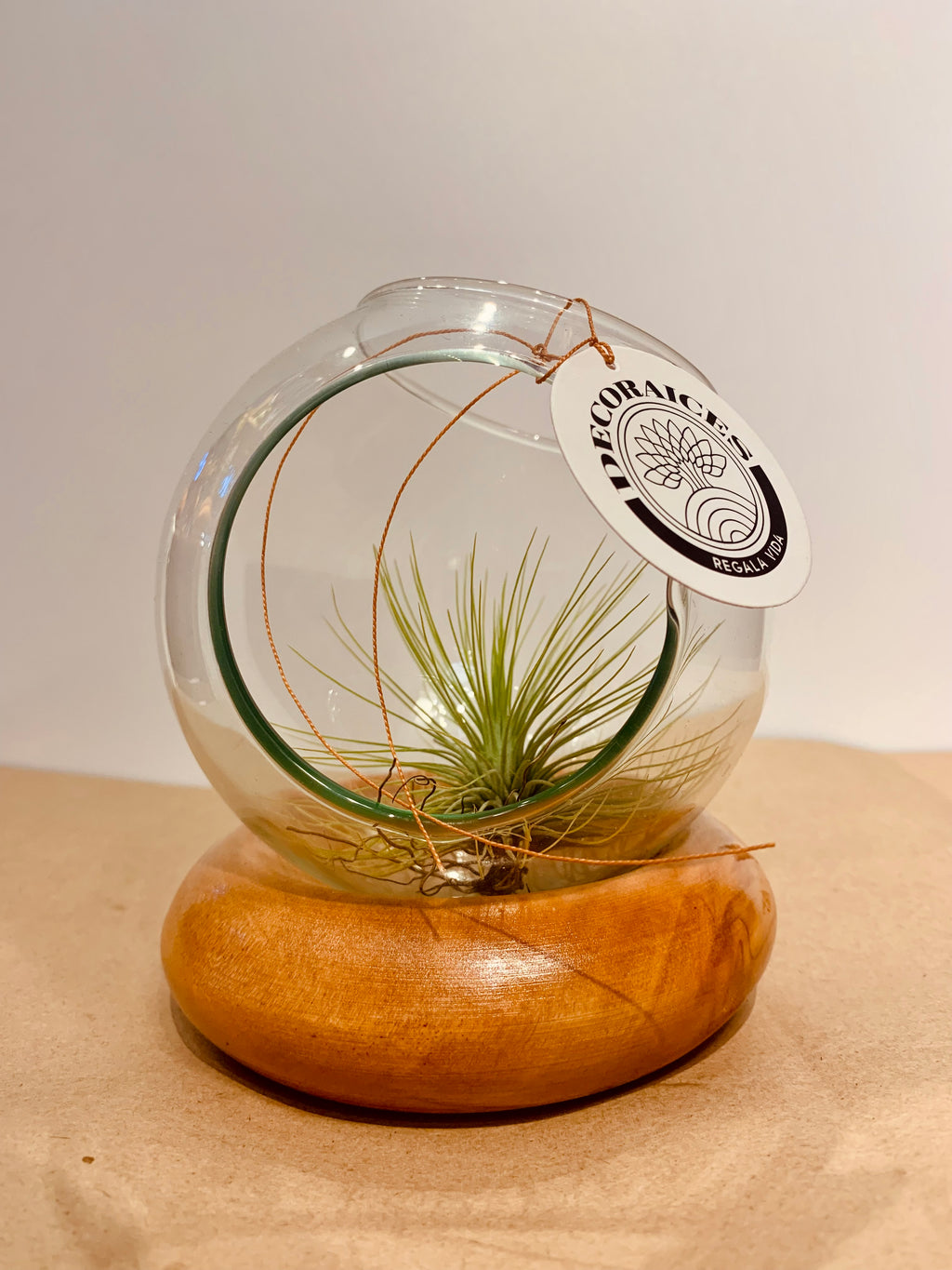 Till. Andreana terrarium D/V