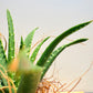 koke Aloe Roca