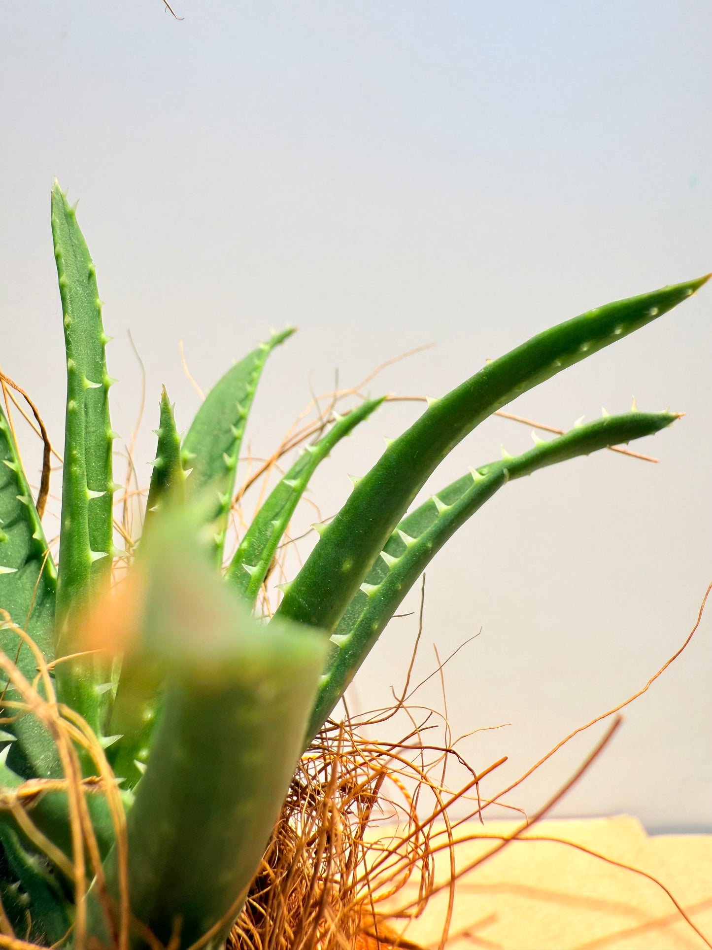 koke Aloe Roca