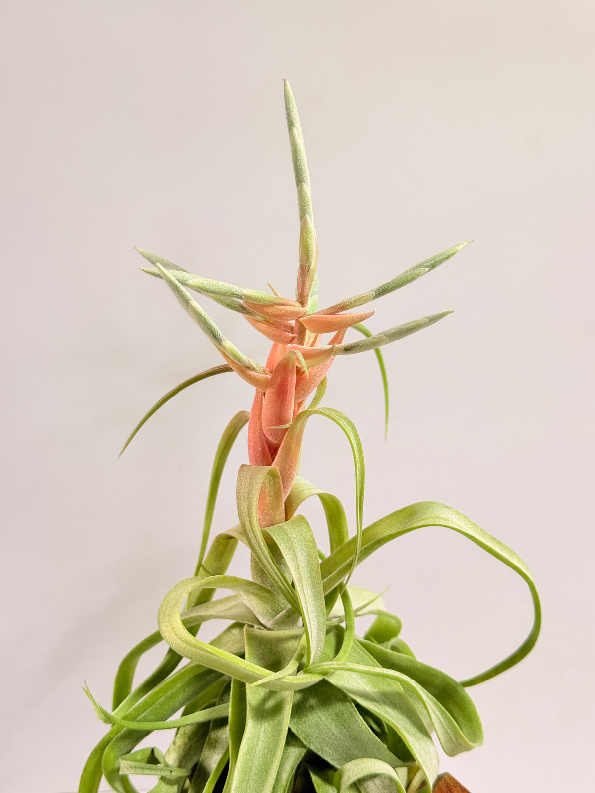 Tillandsia streptophylla + base teca