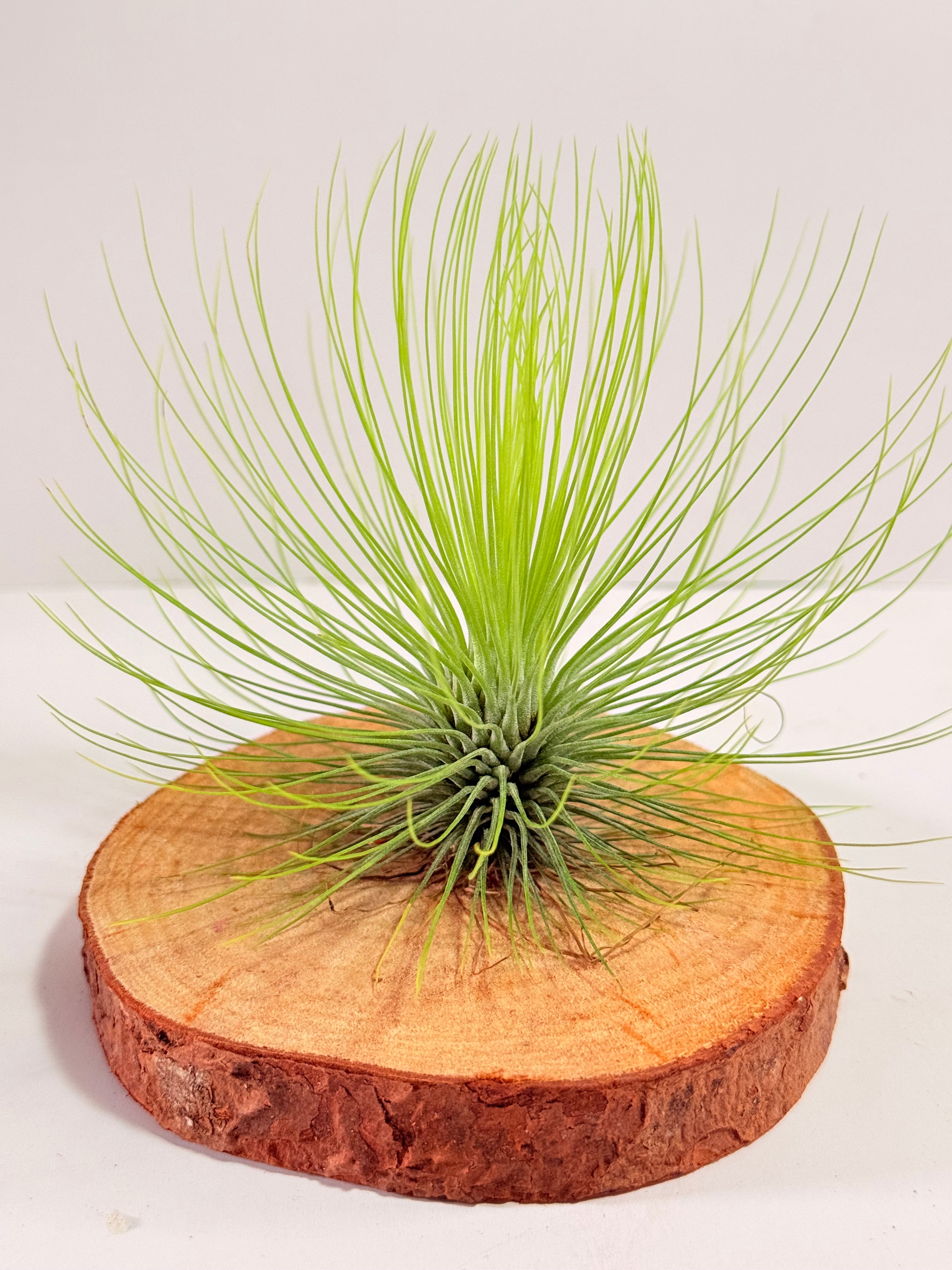 Tillandsia  Andreana M + matera