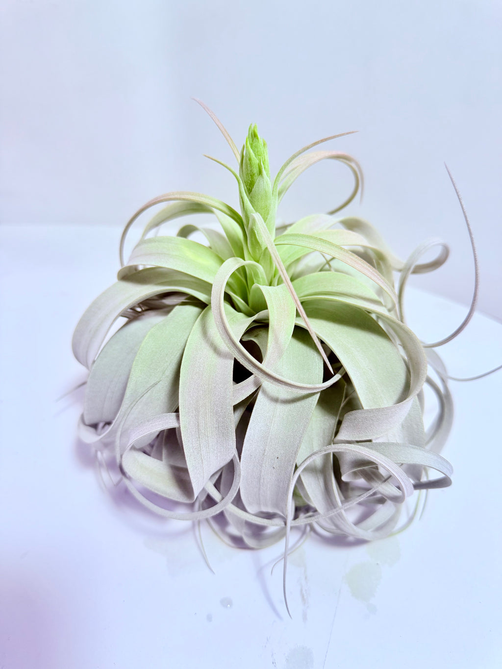 Till. Xerographica XL con botón