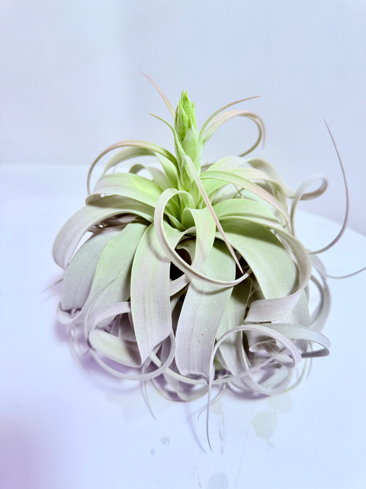 Till. Xerographica XL con botón