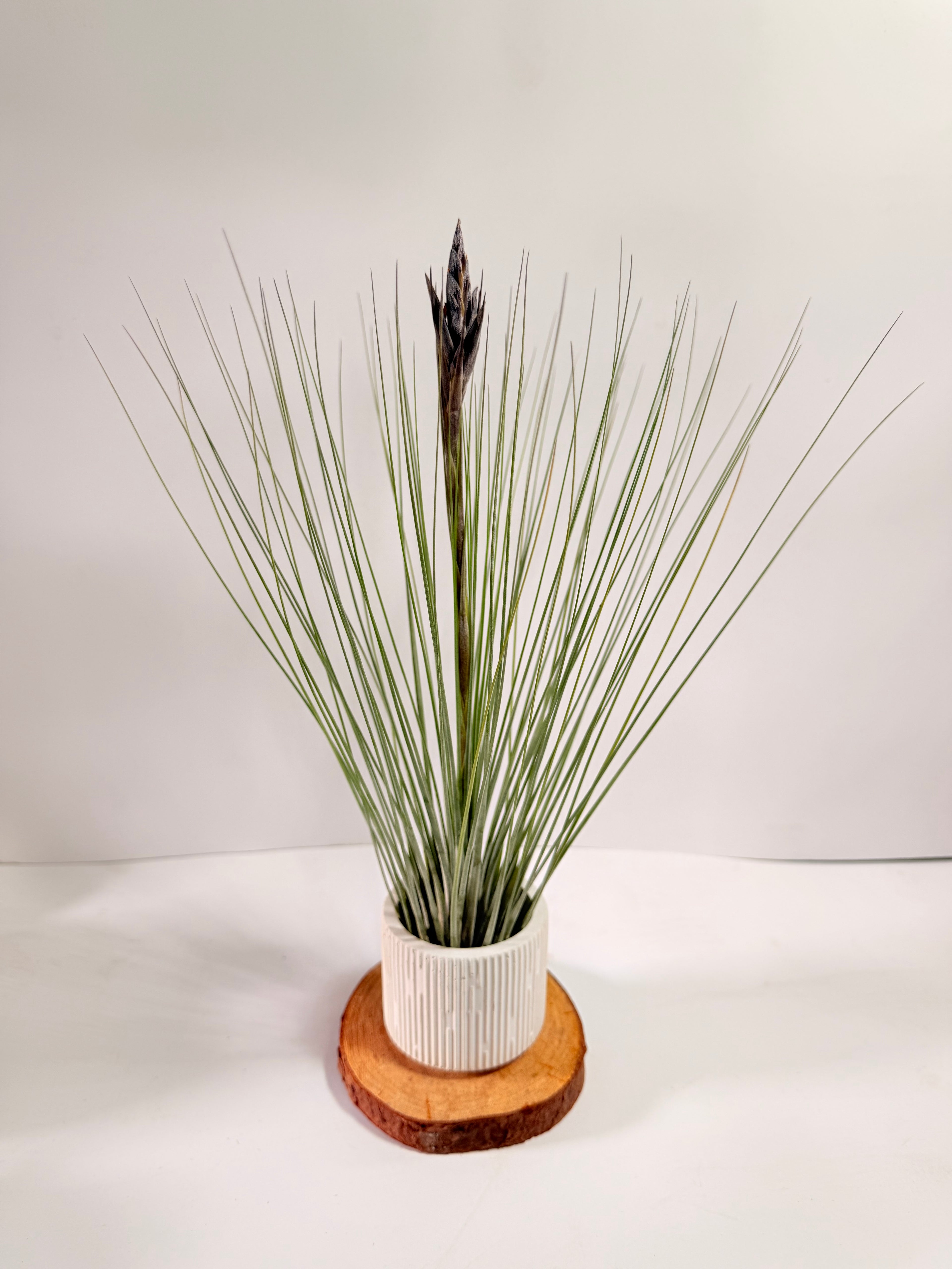 Tillandsia  Juncea + matera