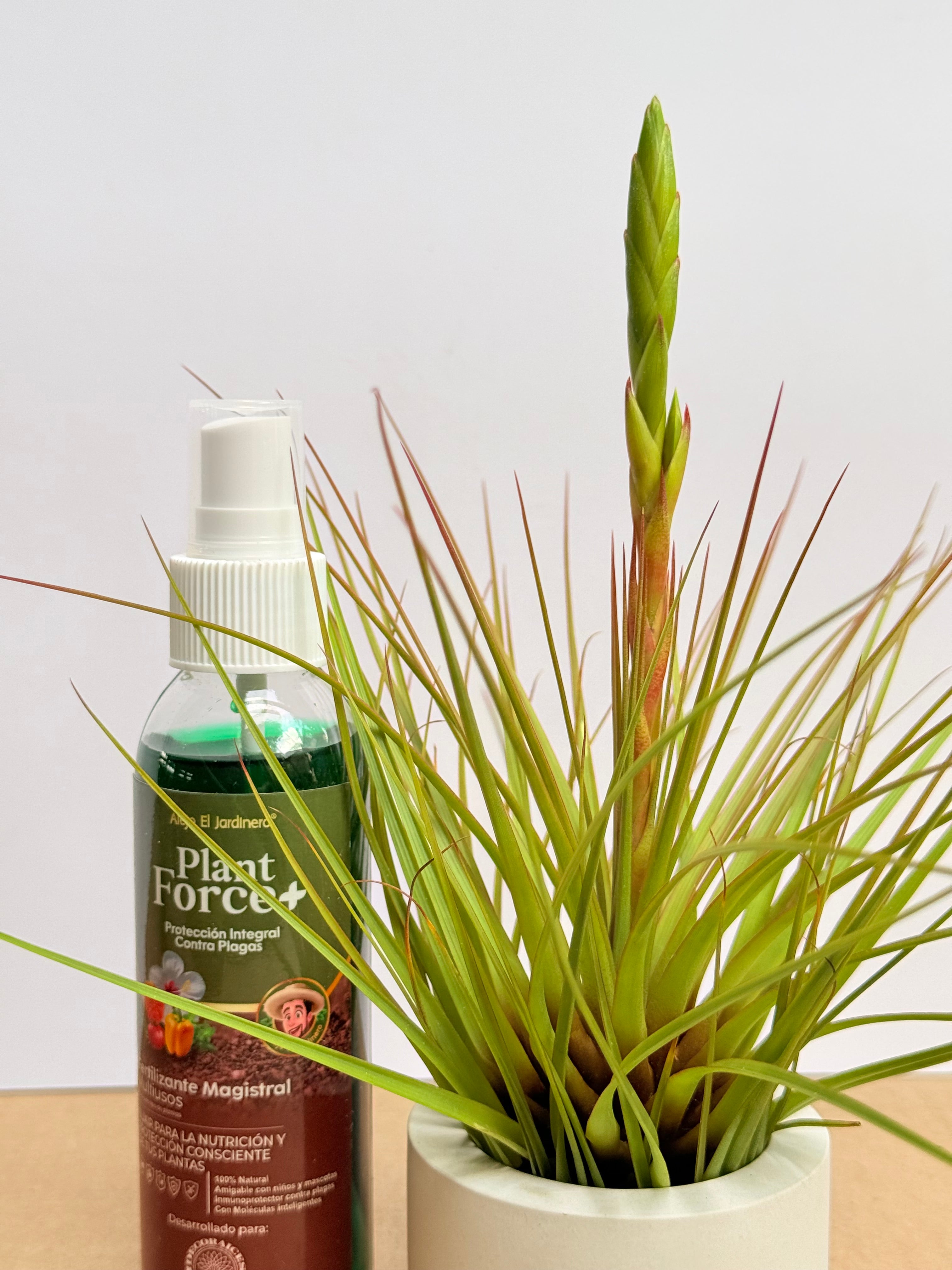 Kit Till. Tricolor + plant force + matera