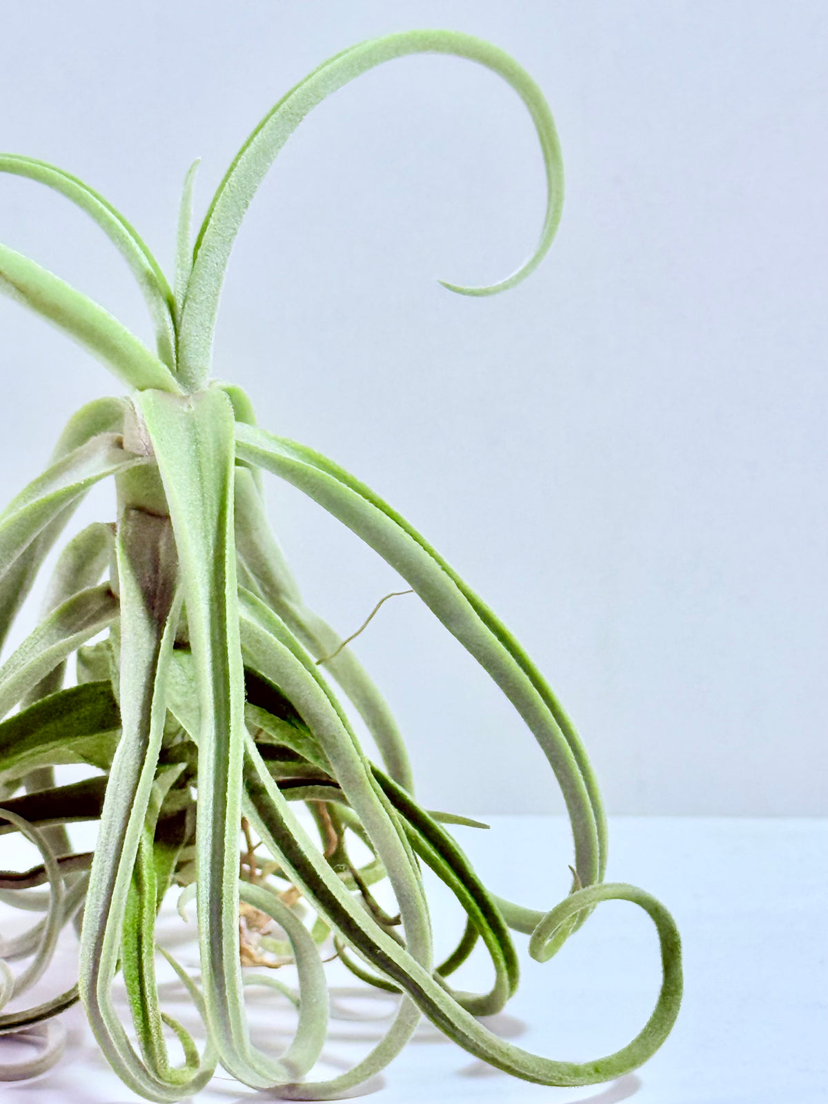 Tillandsia Duratii S