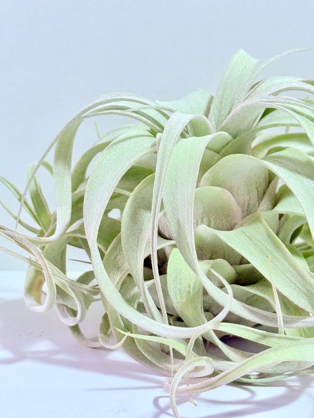 Till. Xerographica S