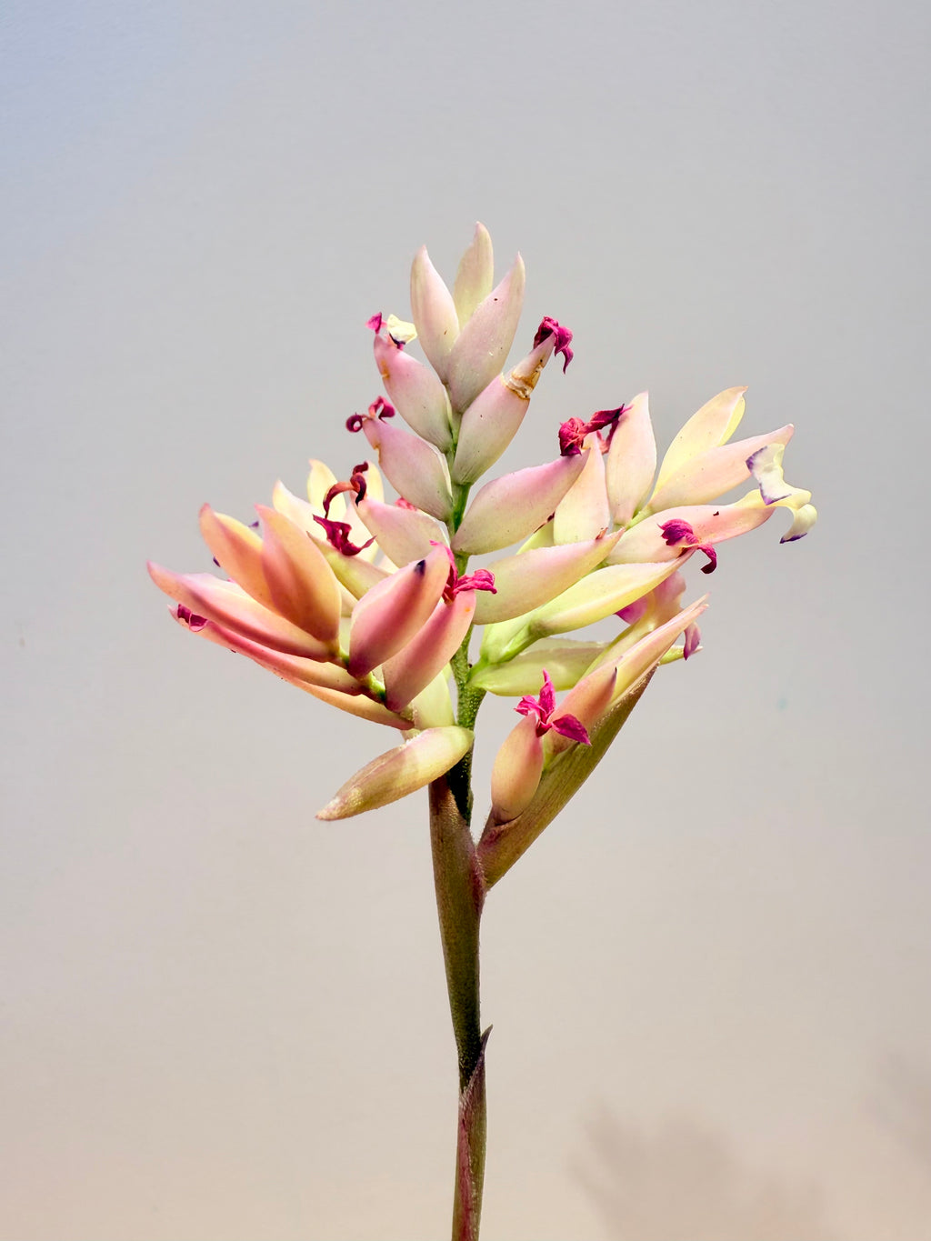 Tillandsia  Cacticola regular form