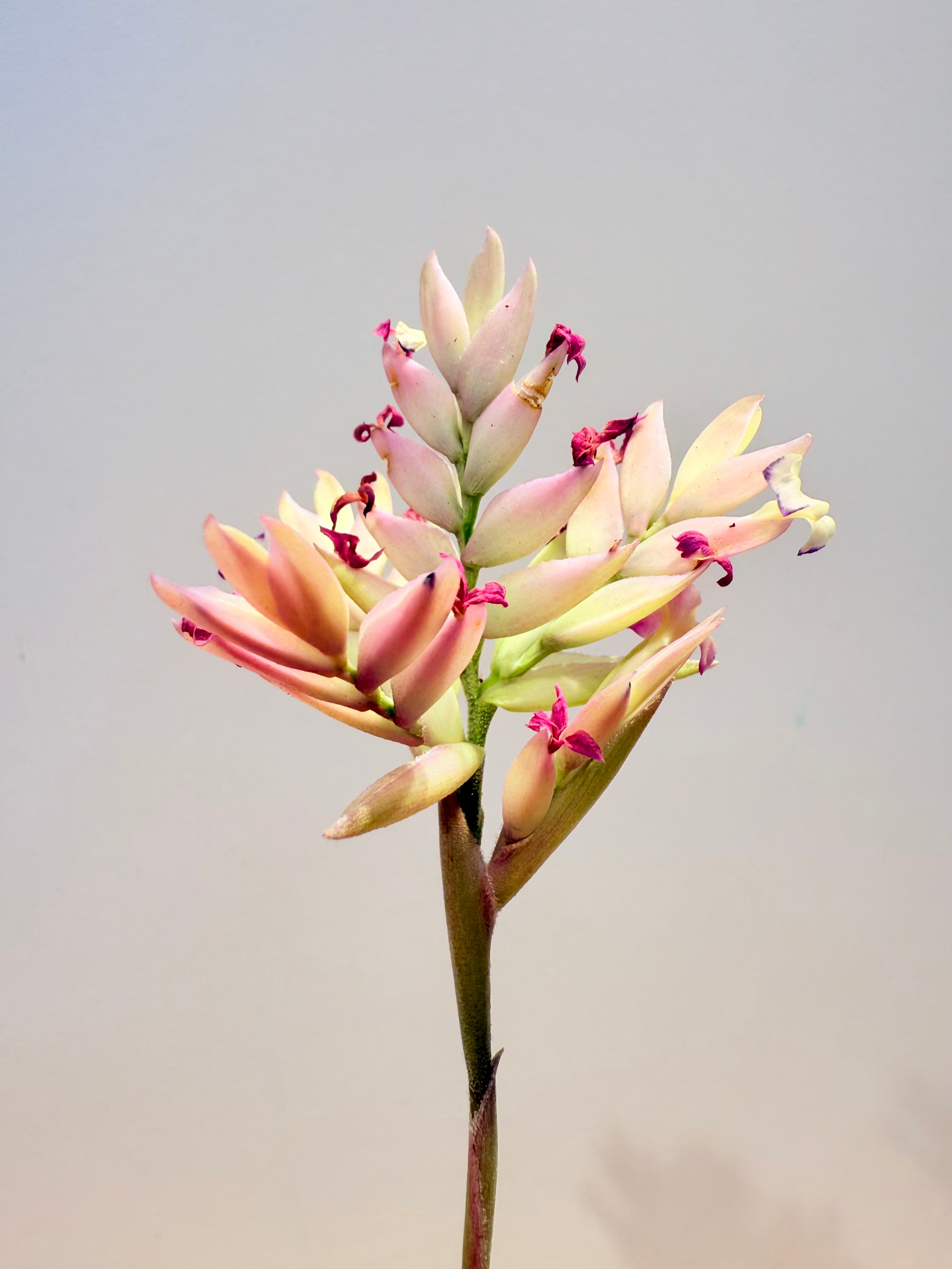 Tillandsia  Cacticola regular form