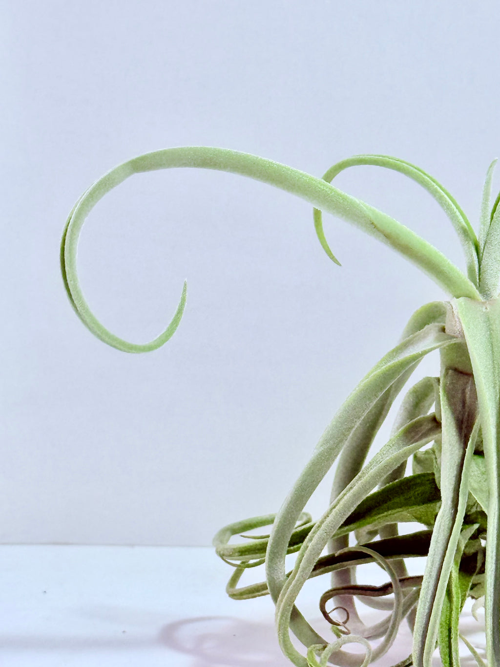 Tillandsia Duratii S