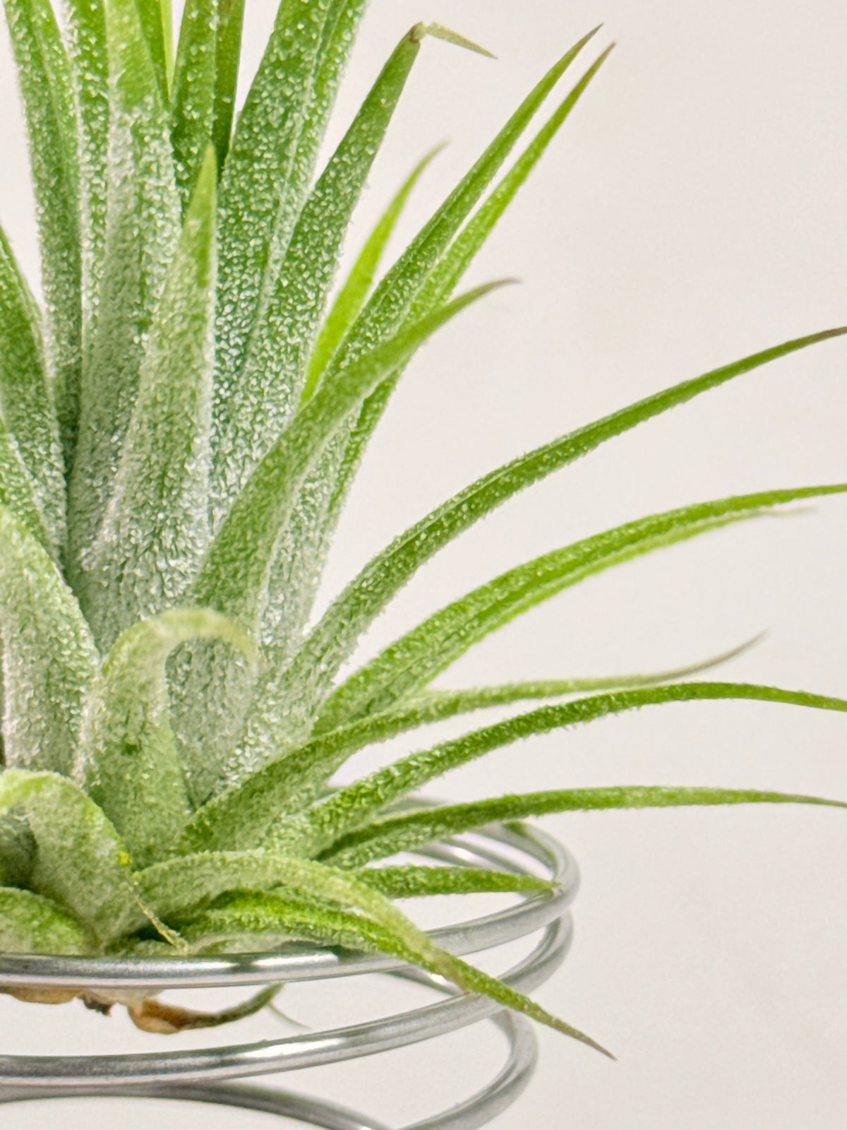 Till. Ionantha + madera + espiral