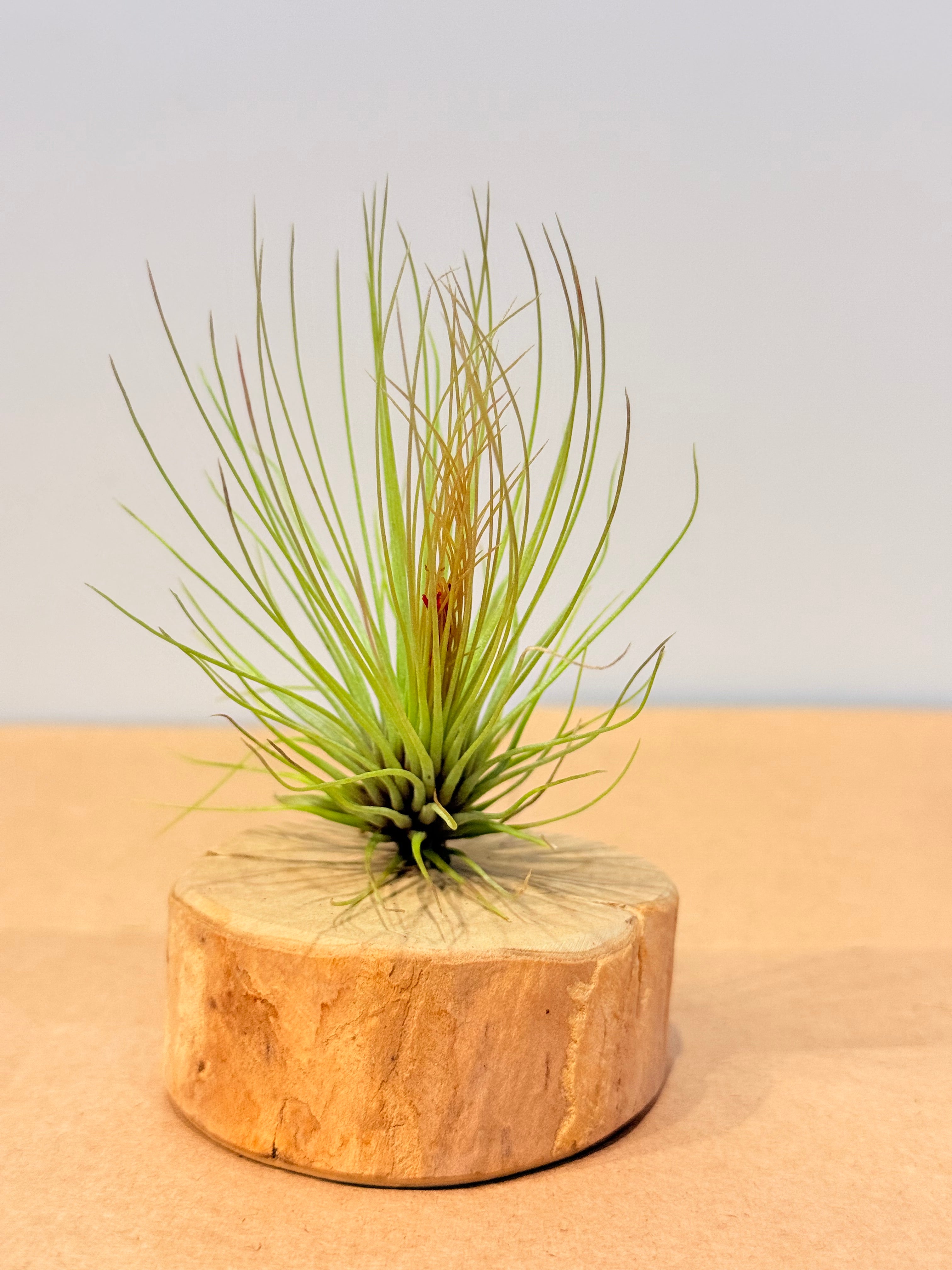 Till. Andreana red mini + rodaja