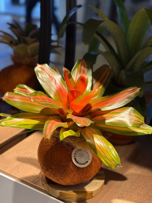 Kokedama Neor. Vulcana