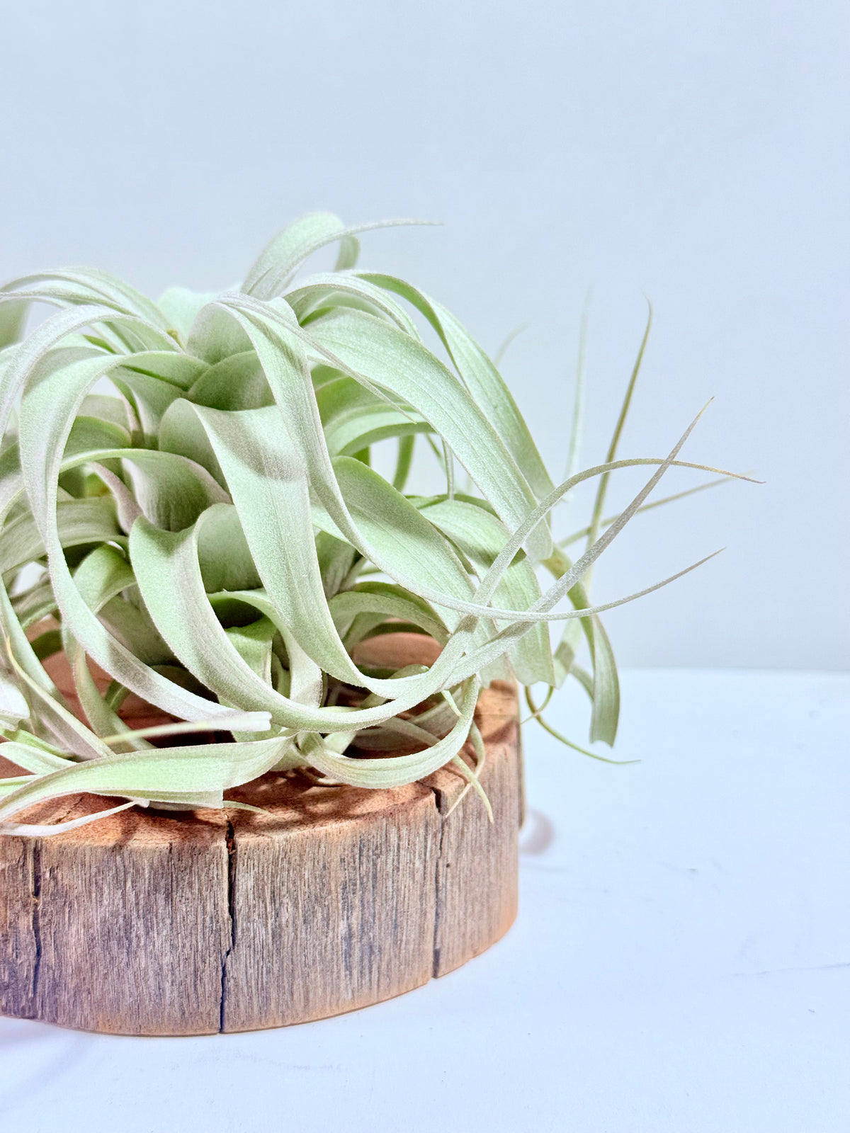 Till. Xerographica S + rodaja de madera